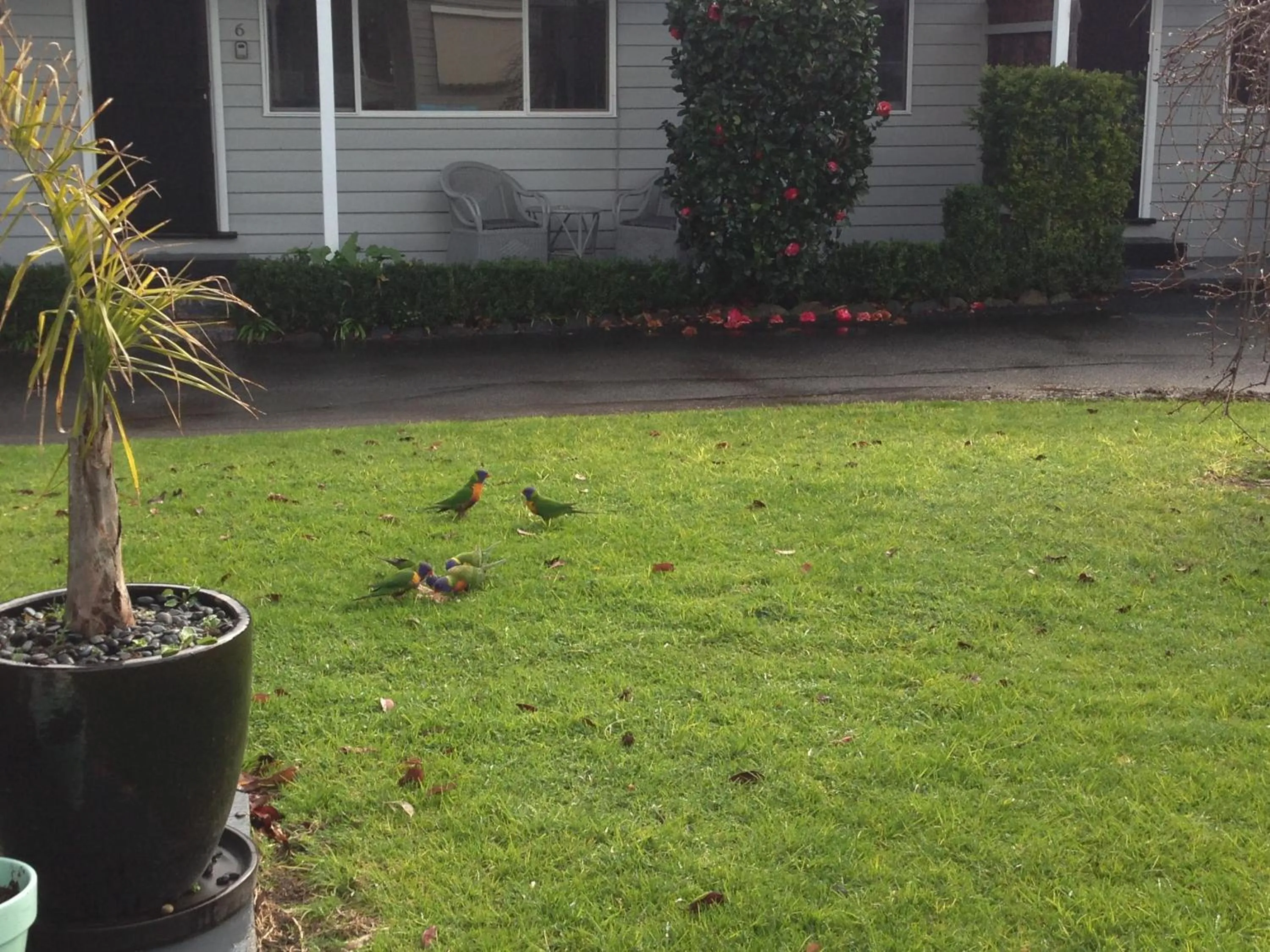 Animals in Phillip Island Cottages