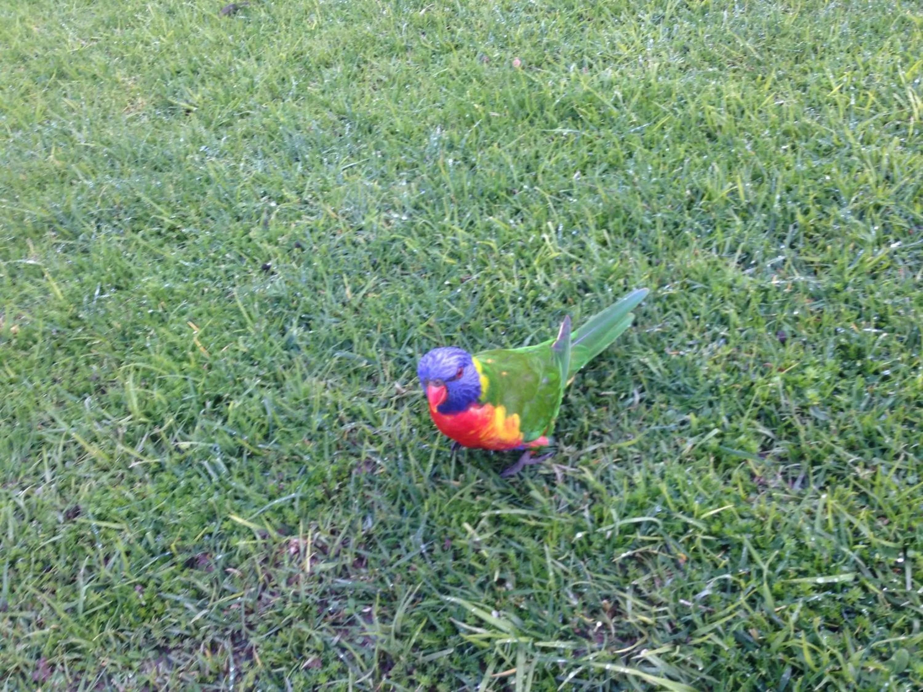 Animals in Phillip Island Cottages