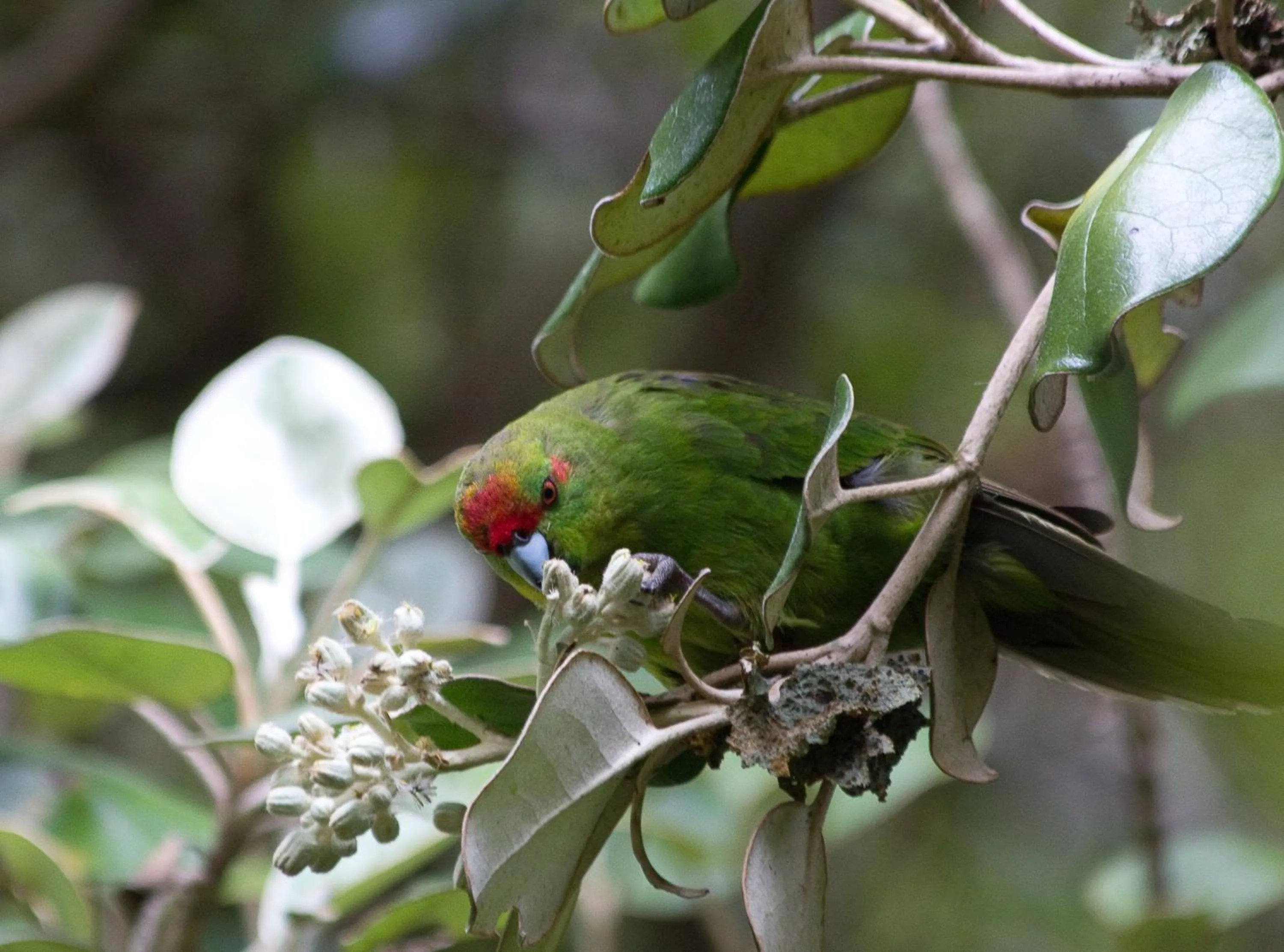 Natural landscape in Kowhai Lane Lodge