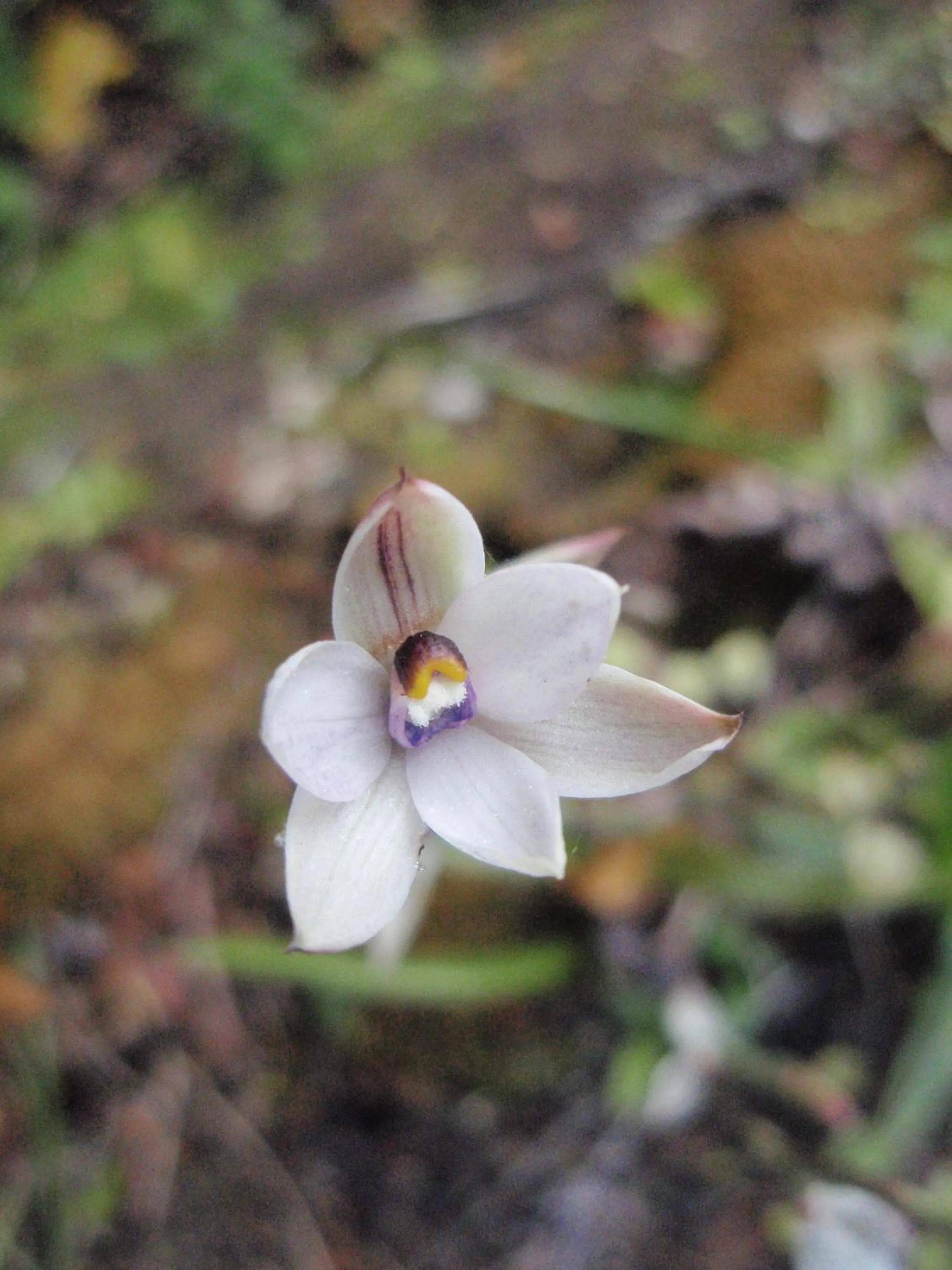 Natural landscape in Kowhai Lane Lodge