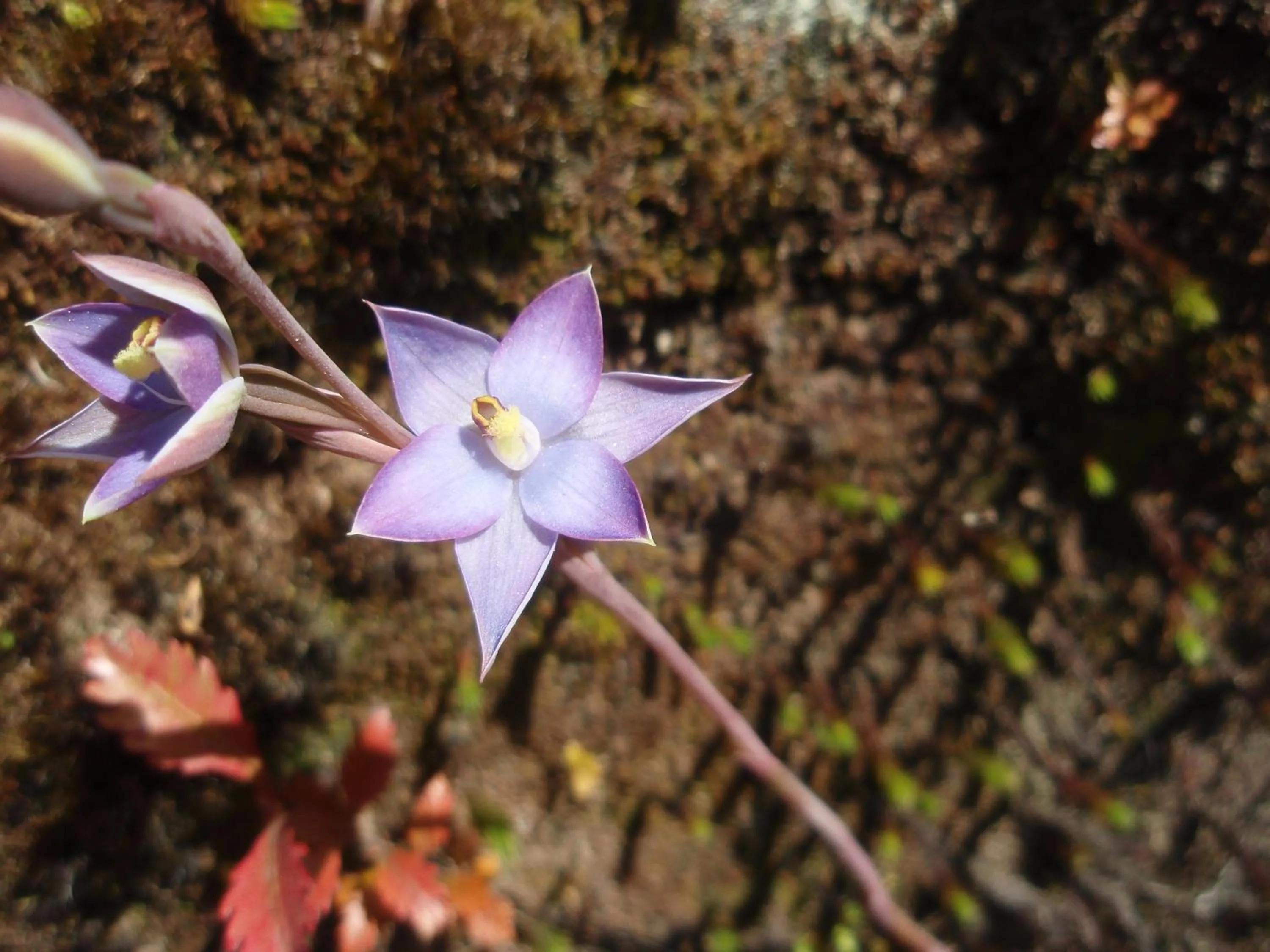Natural landscape in Kowhai Lane Lodge