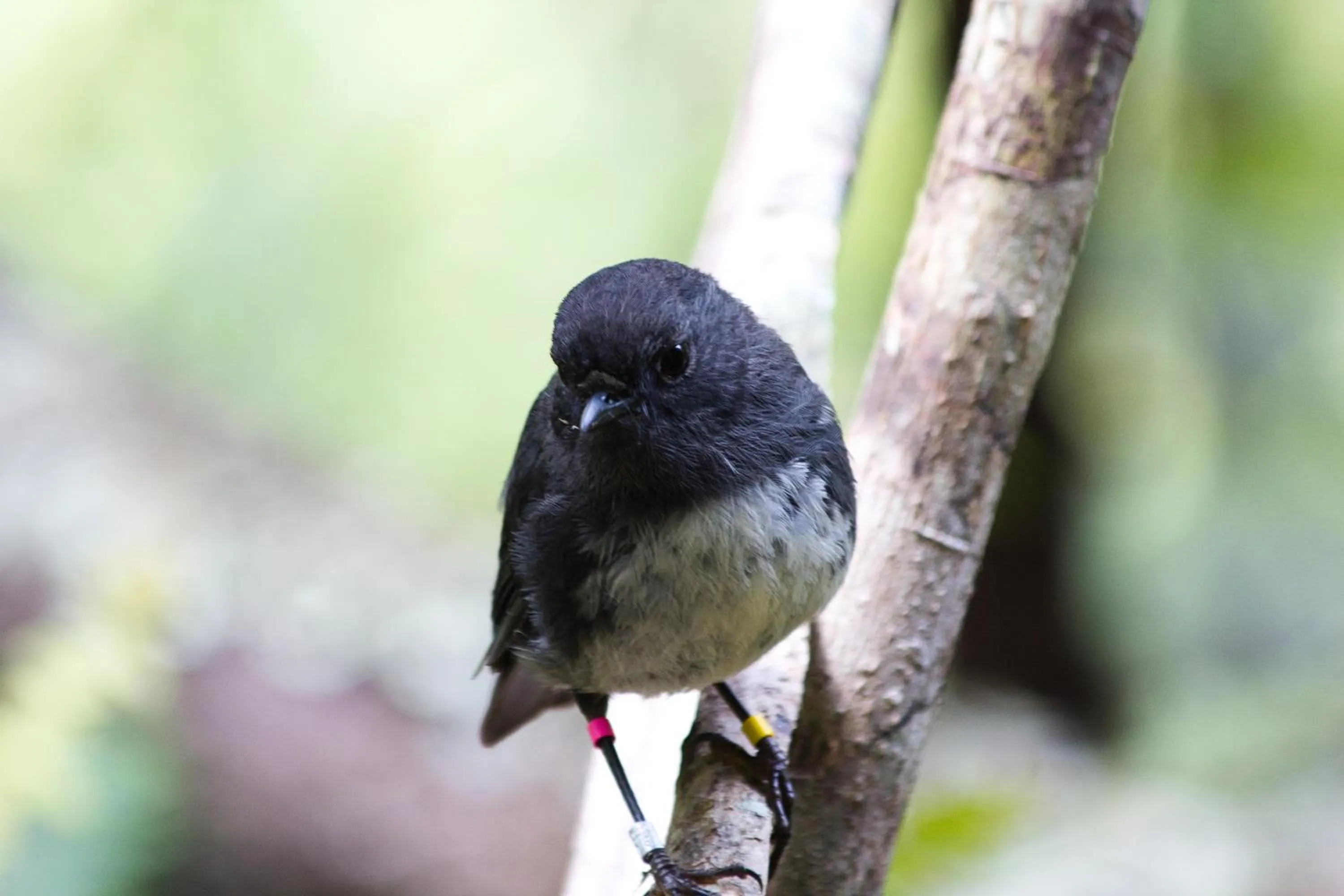 Natural landscape in Kowhai Lane Lodge