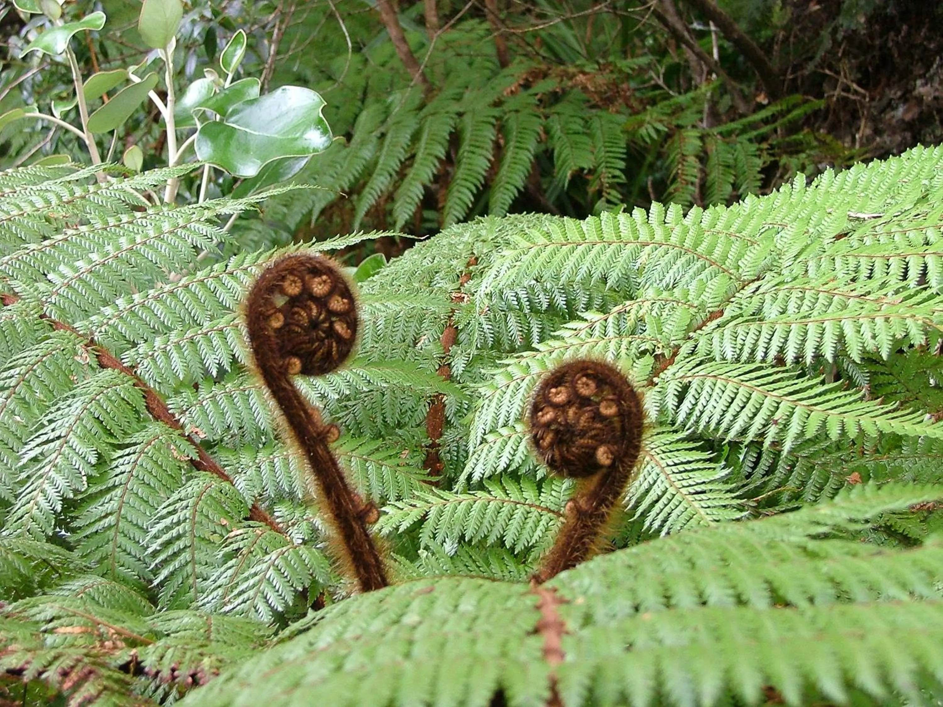 Natural landscape in Kowhai Lane Lodge
