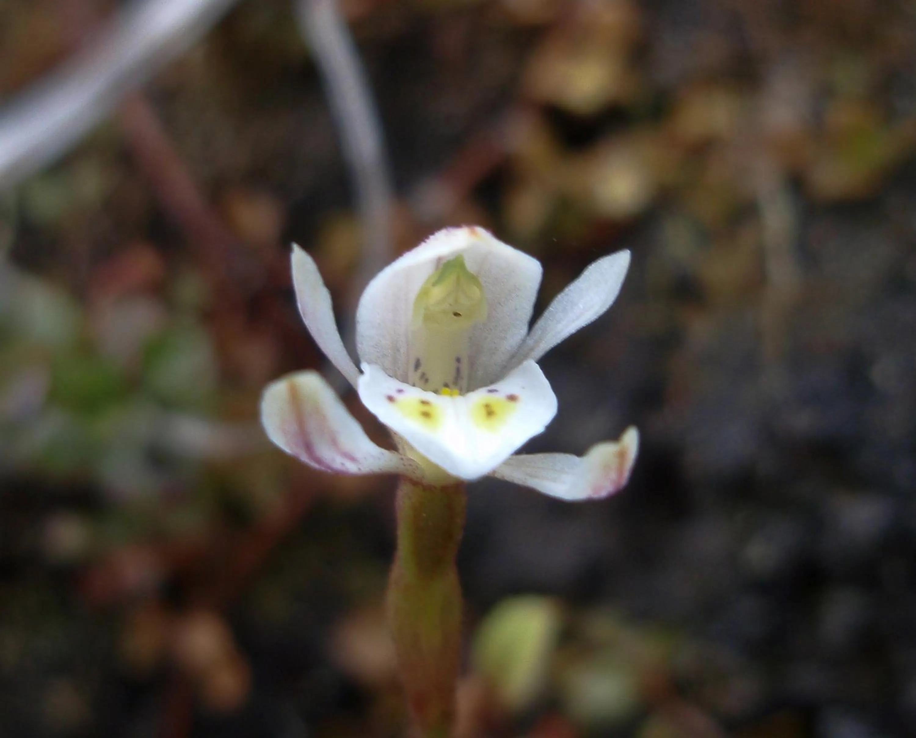 Natural landscape in Kowhai Lane Lodge
