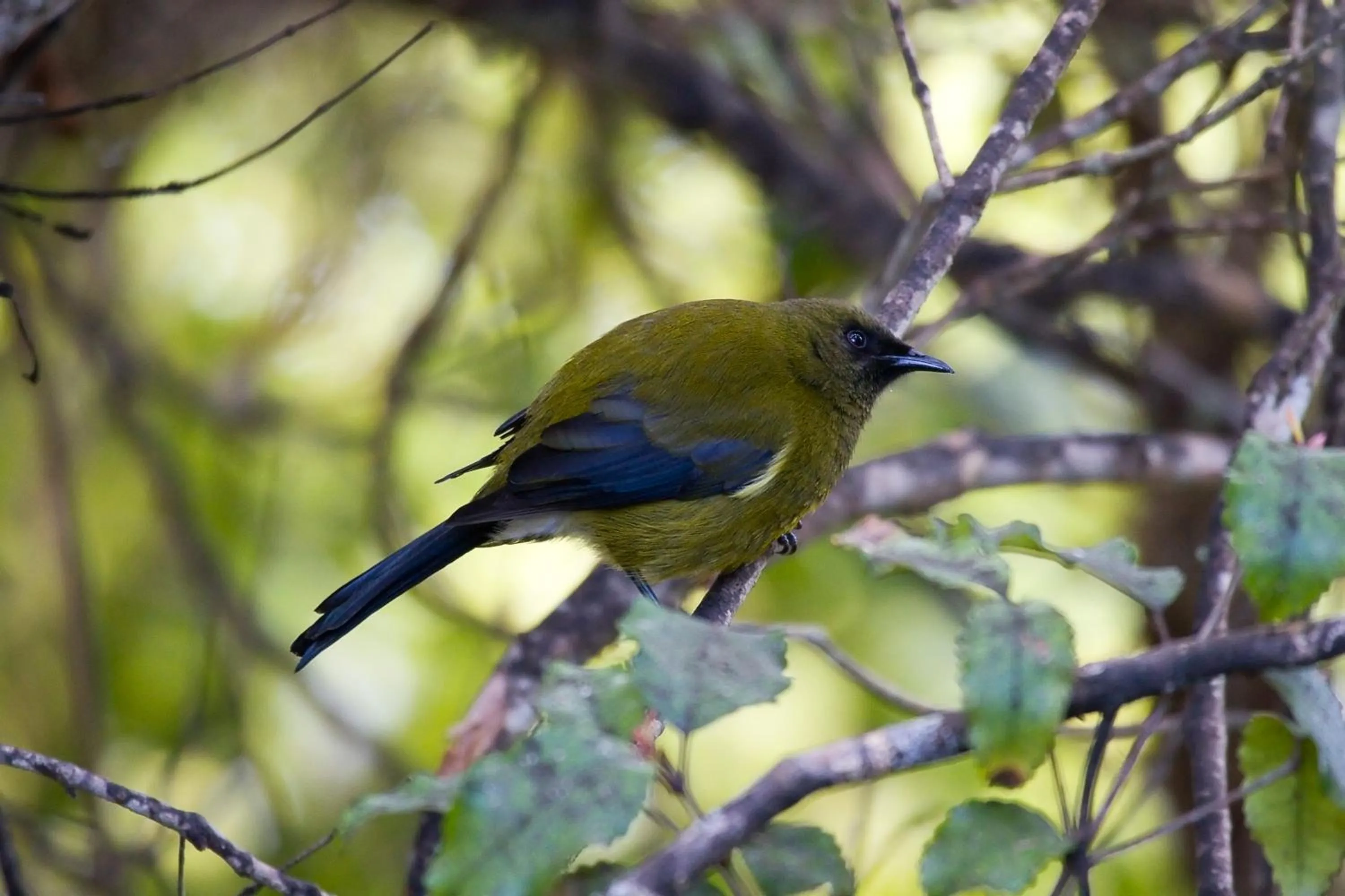Natural landscape in Kowhai Lane Lodge