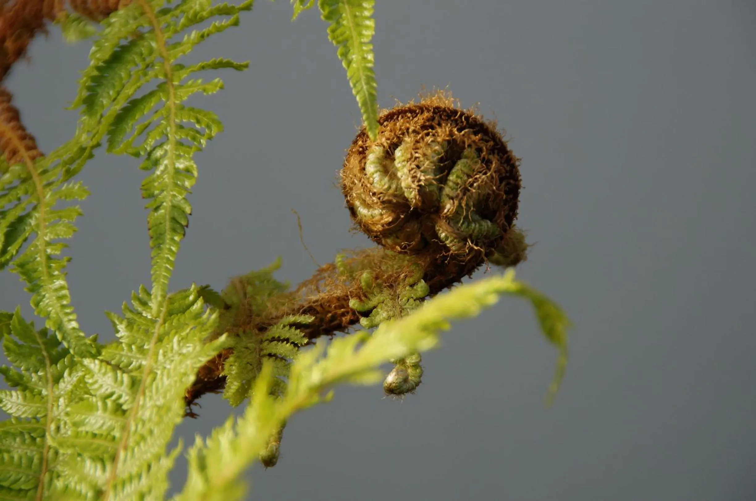 Garden in Olive House Bed and Breakfast