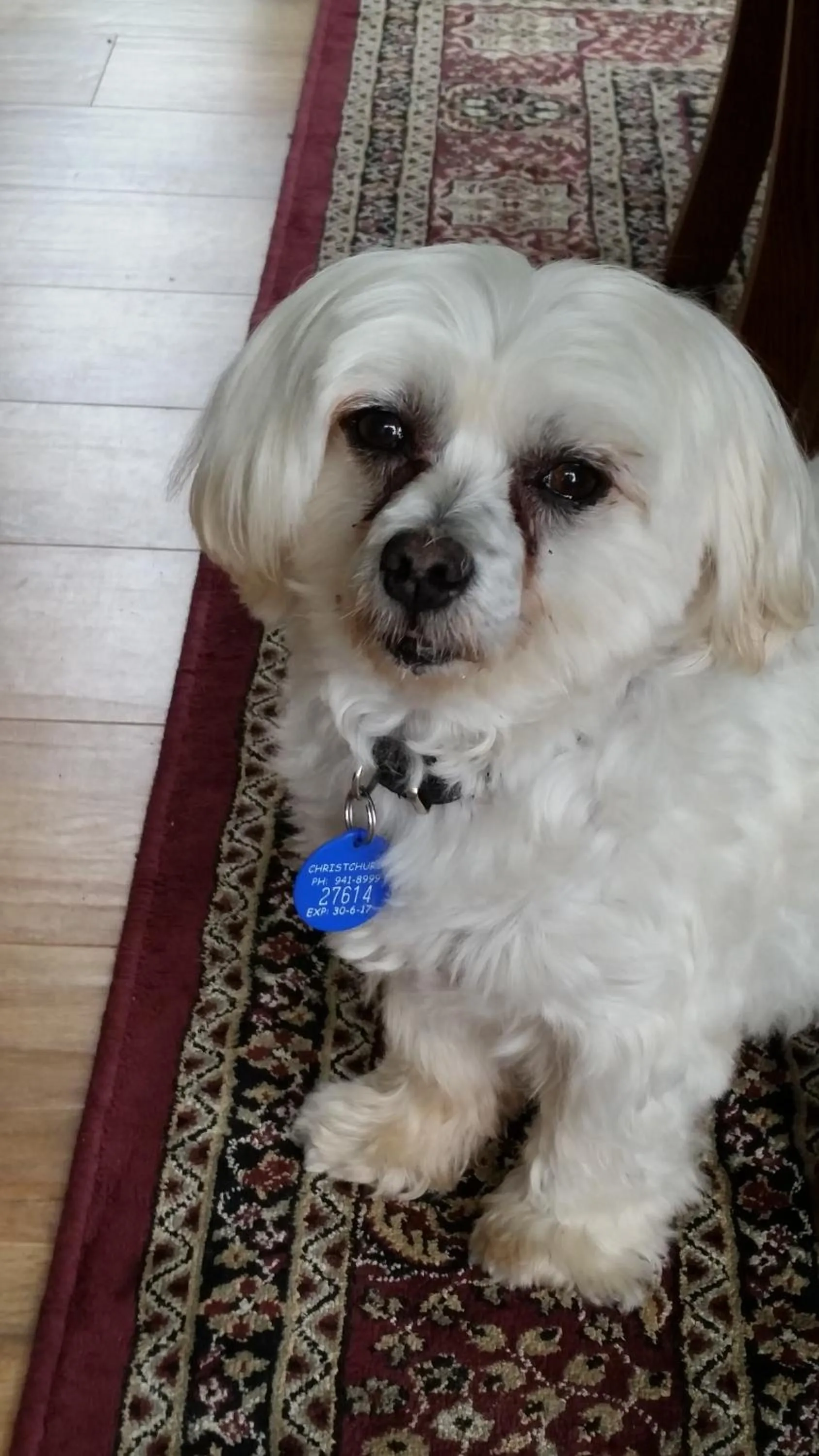 Pets in Olive House Bed and Breakfast