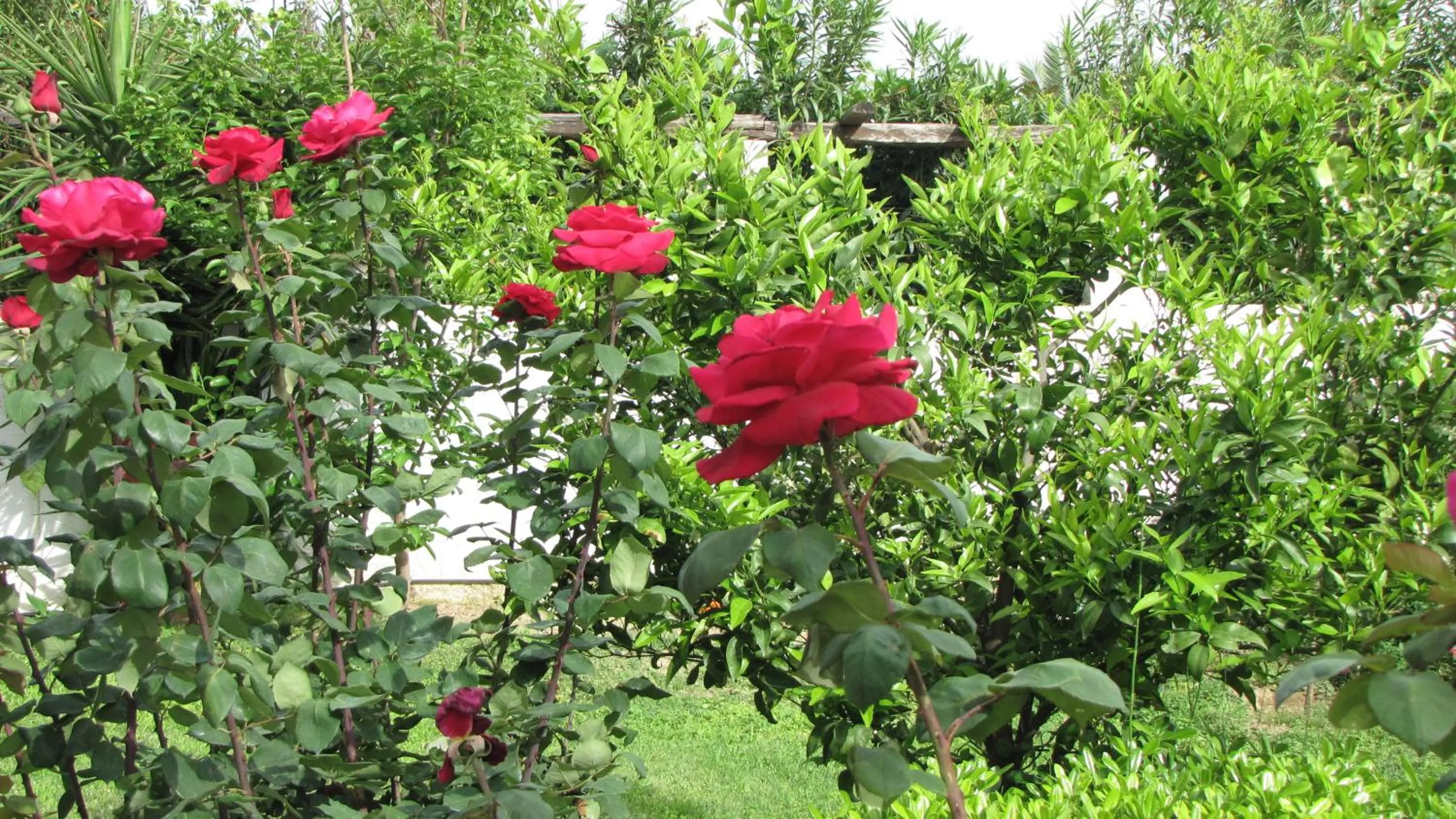 Spring in Palirria Hotel & Studios