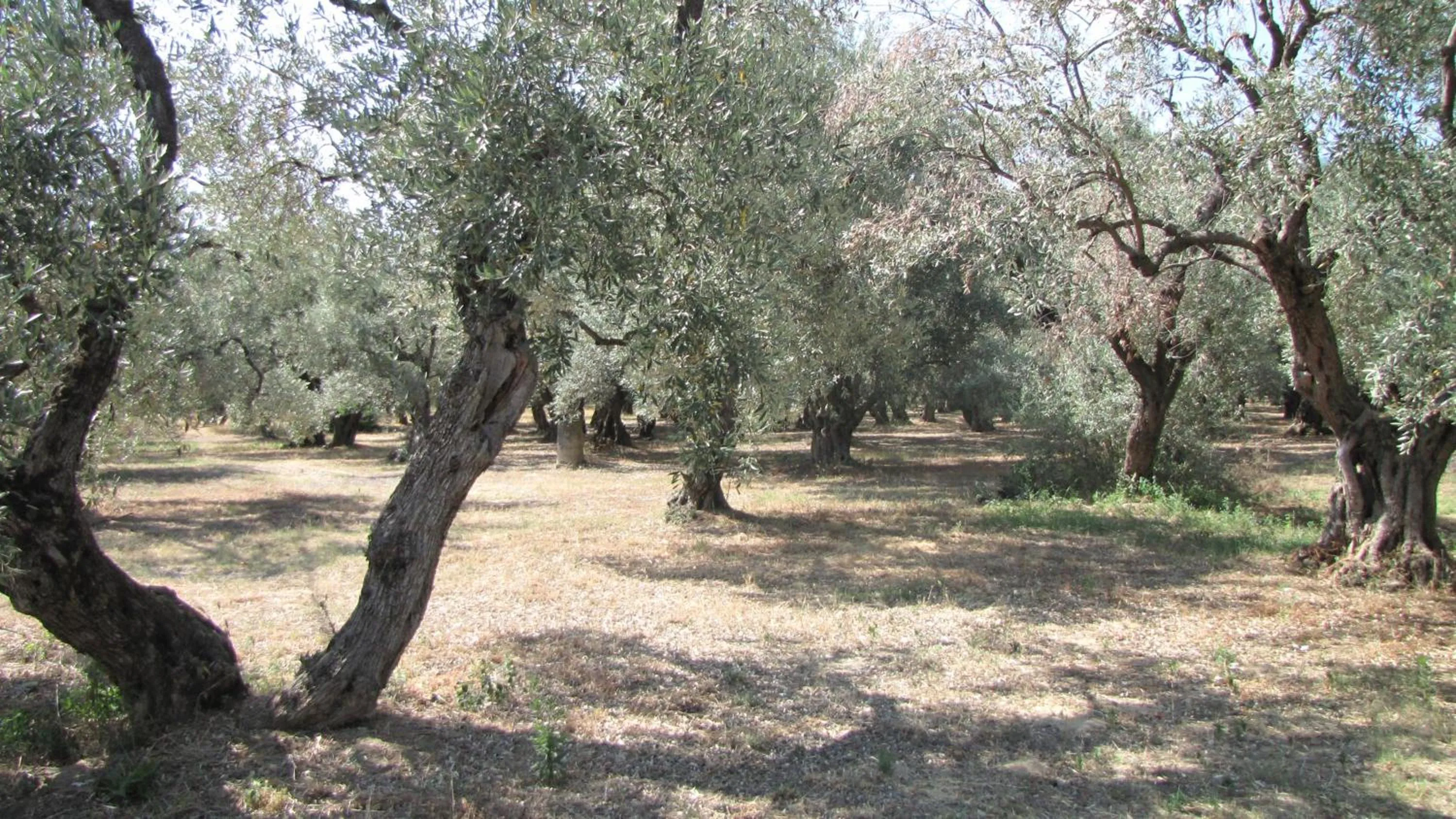 Natural landscape in Palirria Hotel & Studios