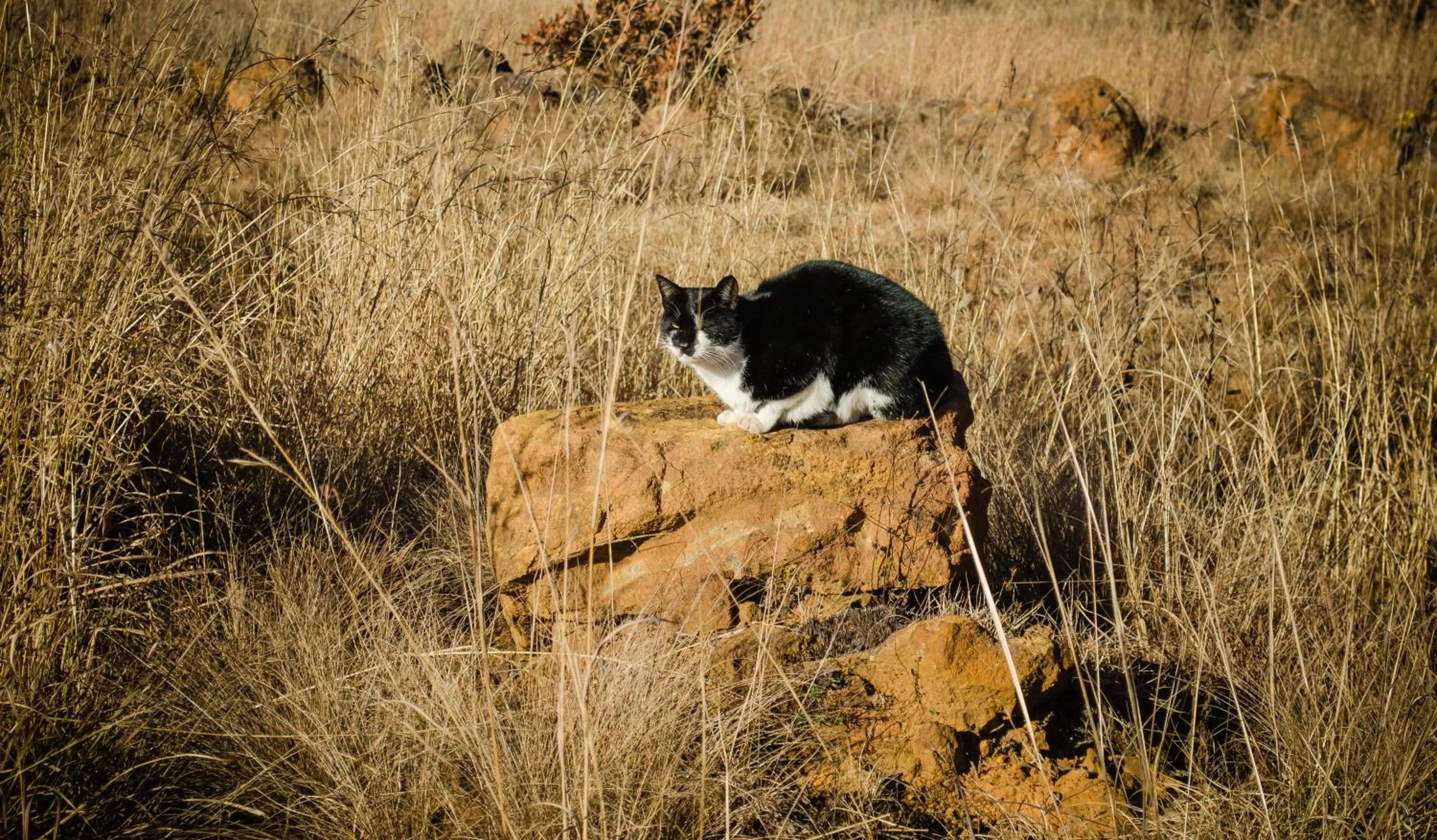 Animals in Gooderson Kloppenheim Country Estate