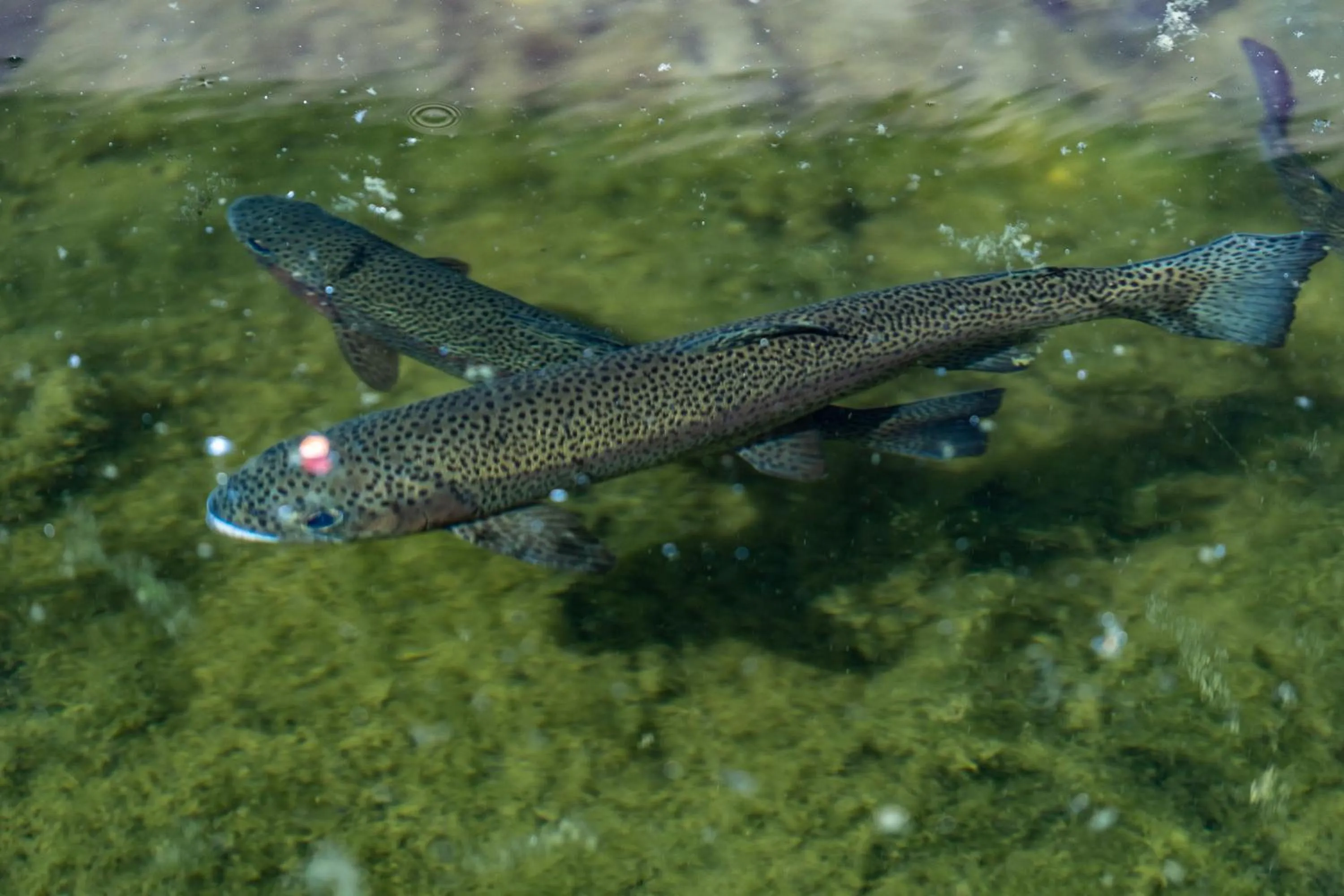 Animals in Gooderson Kloppenheim Country Estate