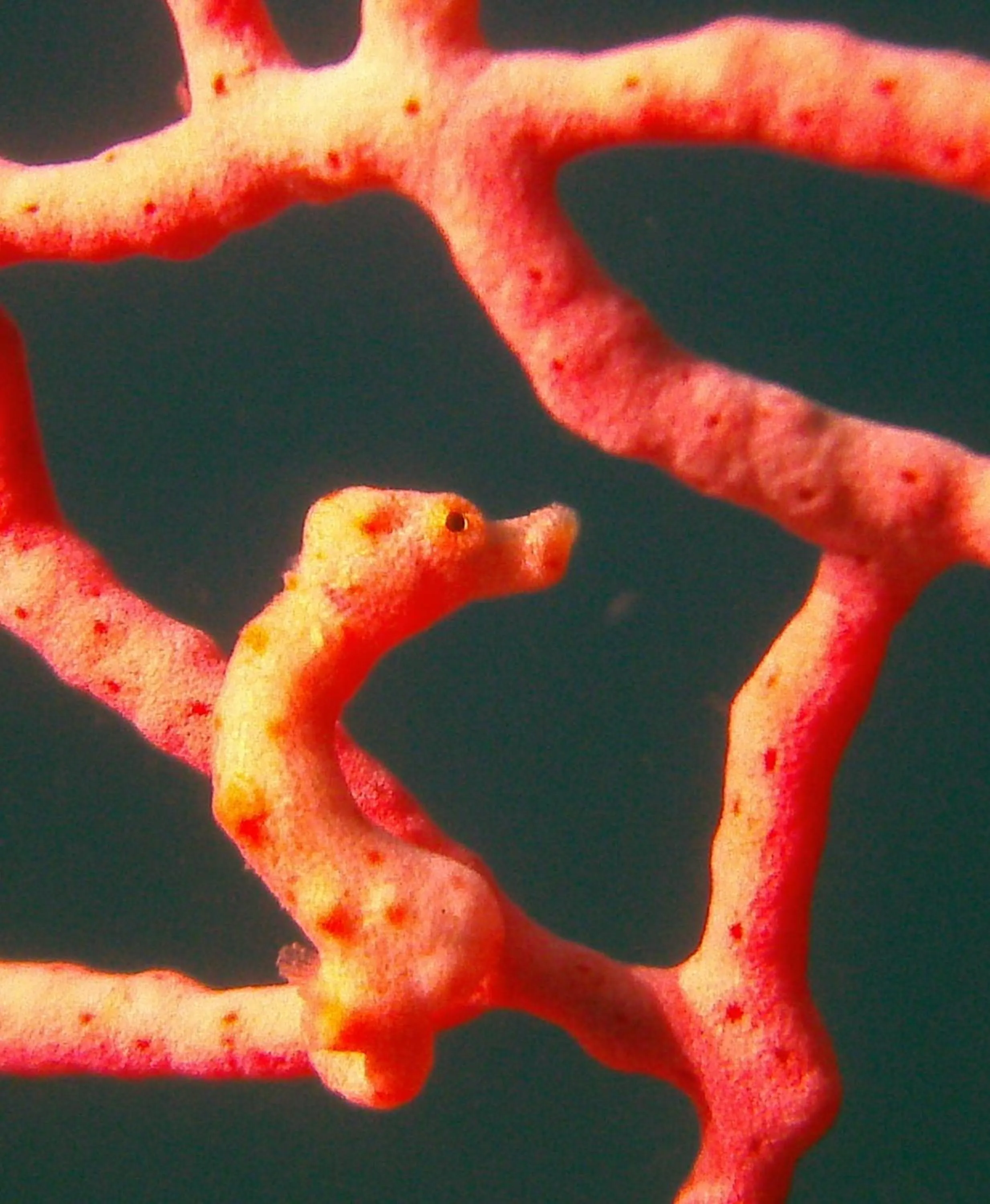 Diving in Bali Oase Resort