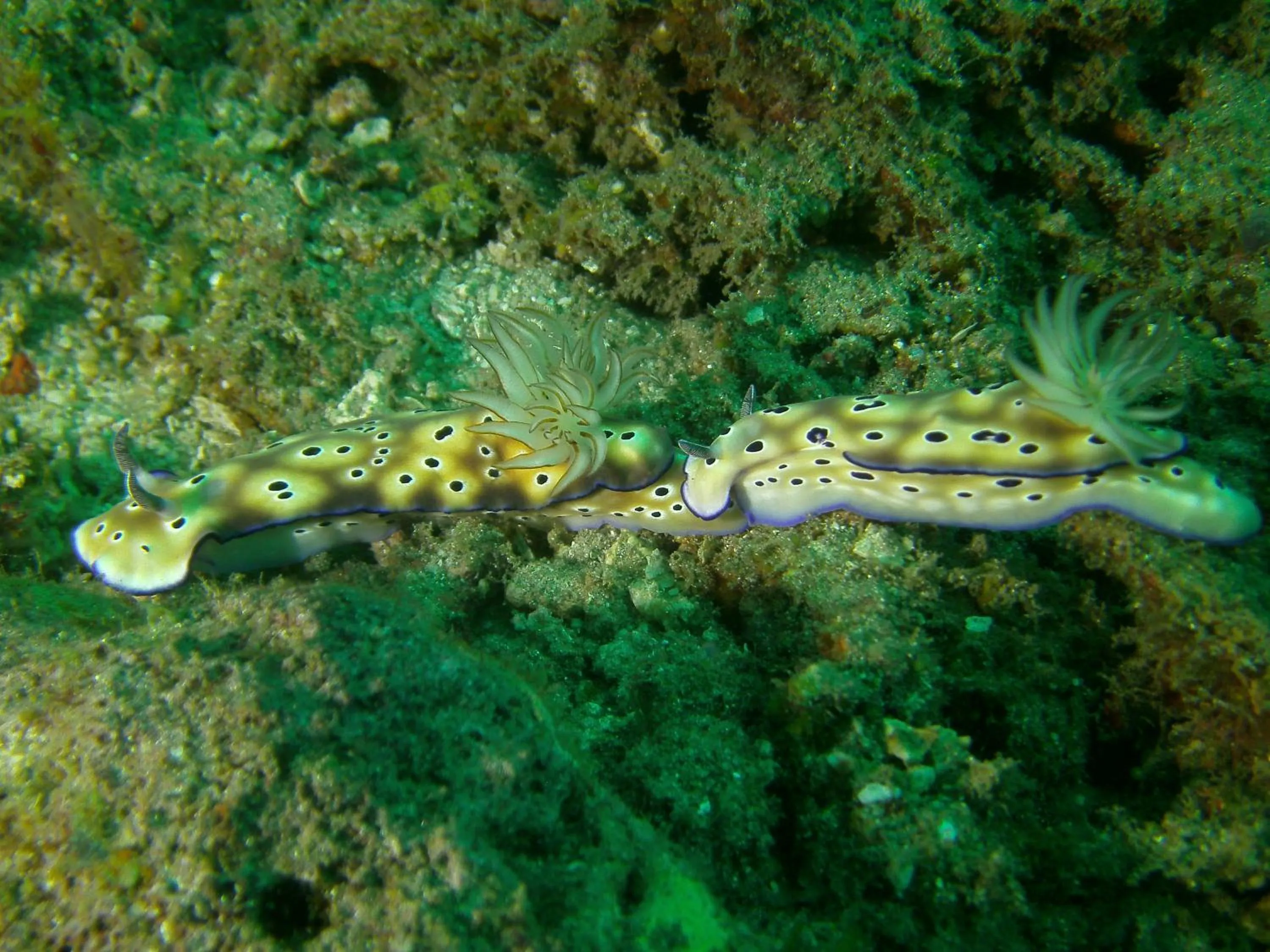 Diving in Bali Oase Resort