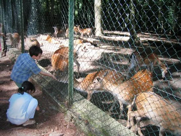 Animals in Albergo Villa Bianca