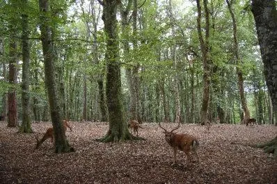 Animals in Albergo Villa Bianca