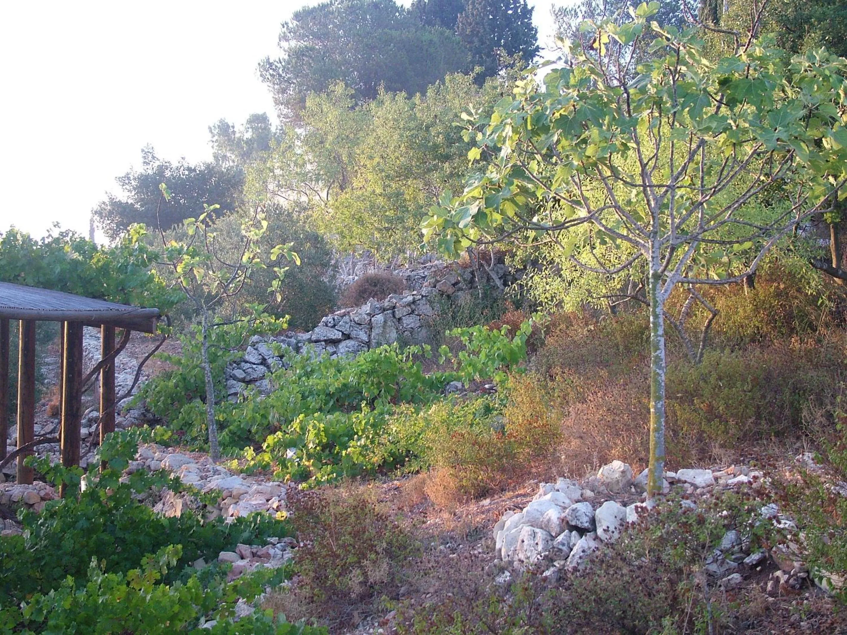 View (from property/room) in Logos hotel in Yad Hashmona