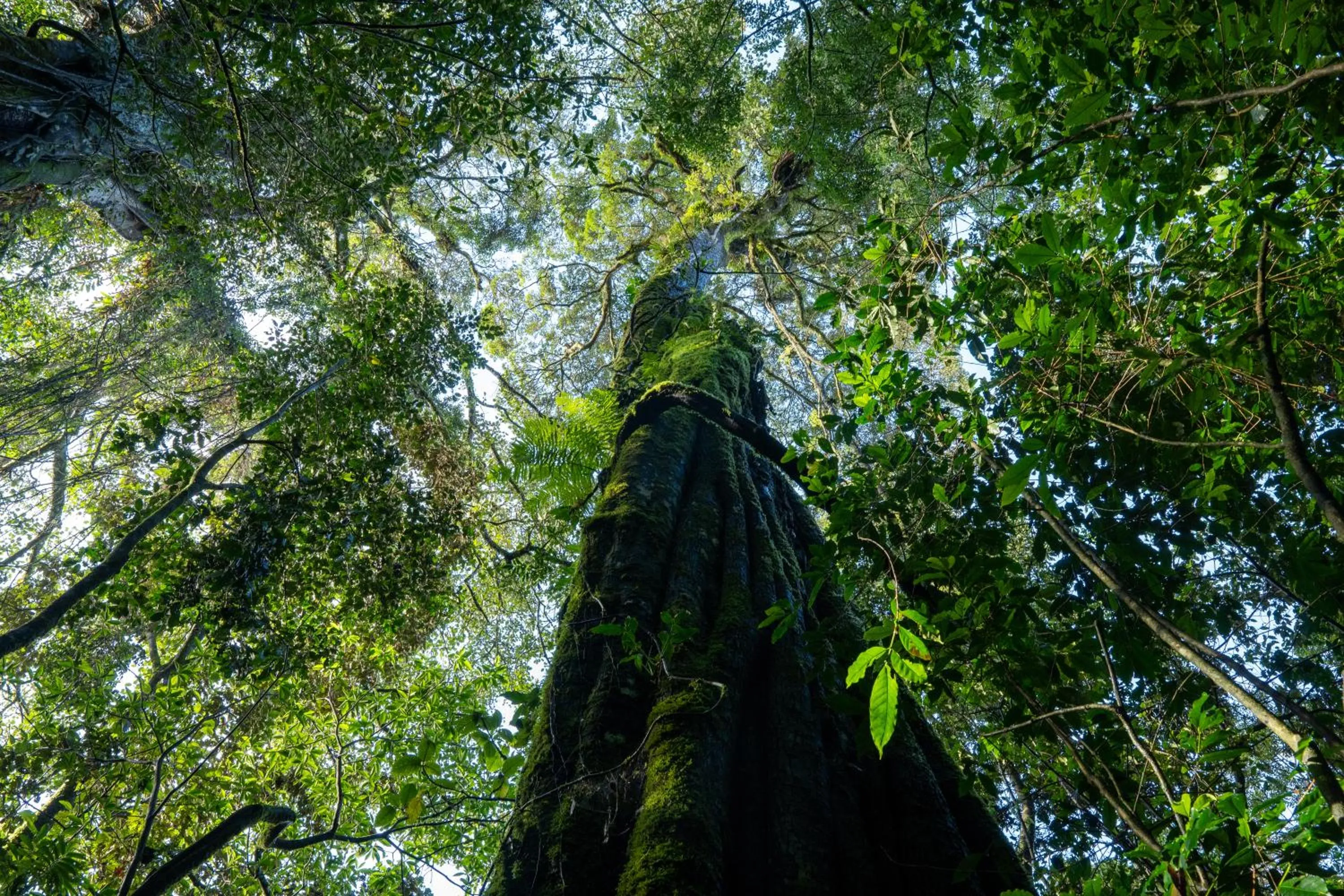 Nearby landmark in Koora Monteverde a Cloud Forest Hotel by Sandglass
