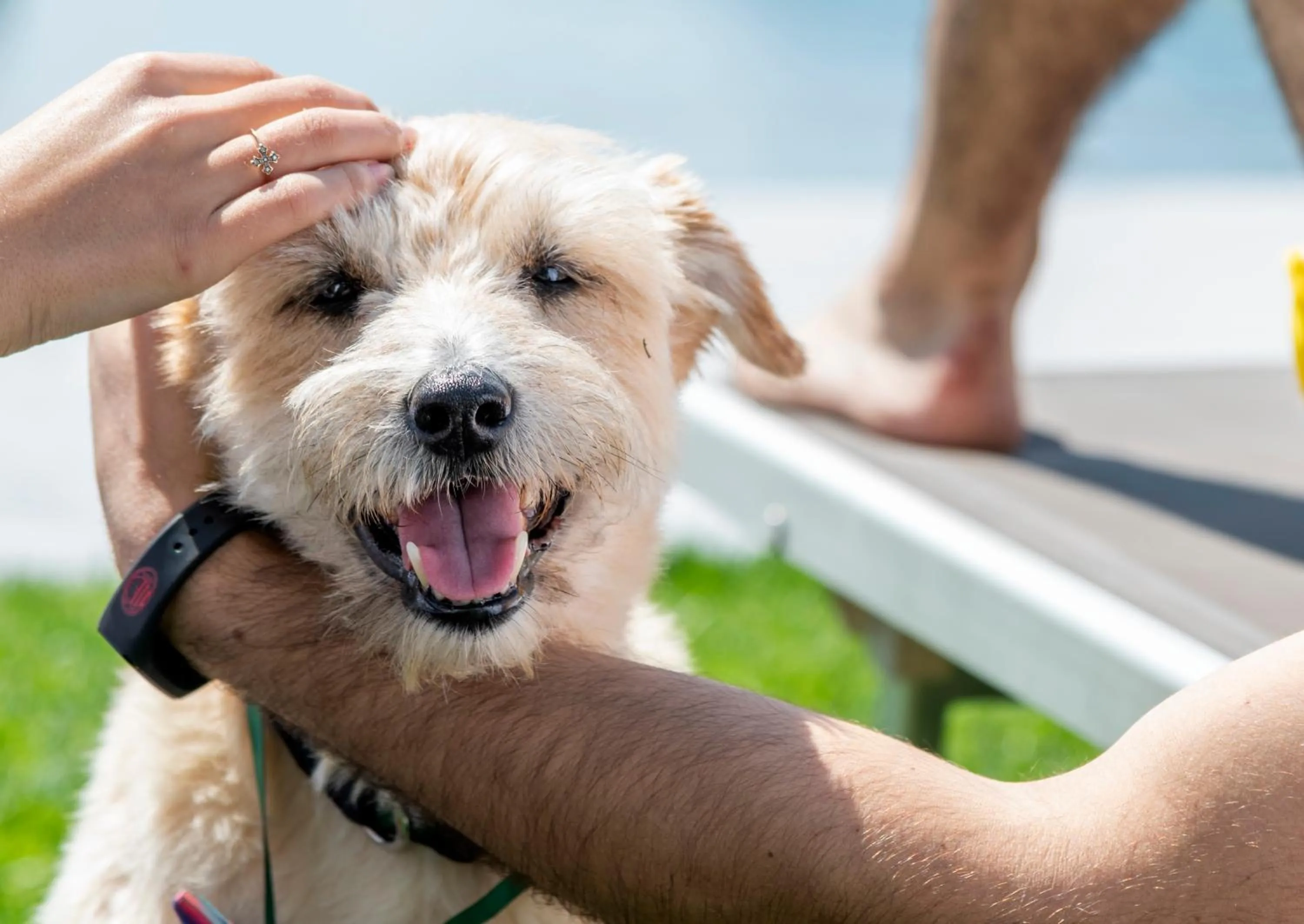 Pets in Agriturismo Cà Del Lago