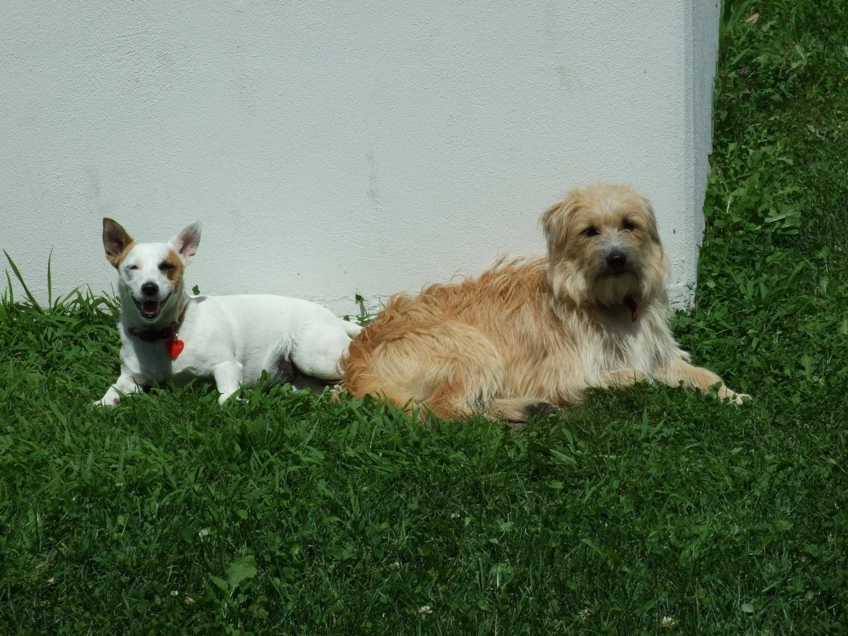 Pets in Agriturismo Cà Del Lago