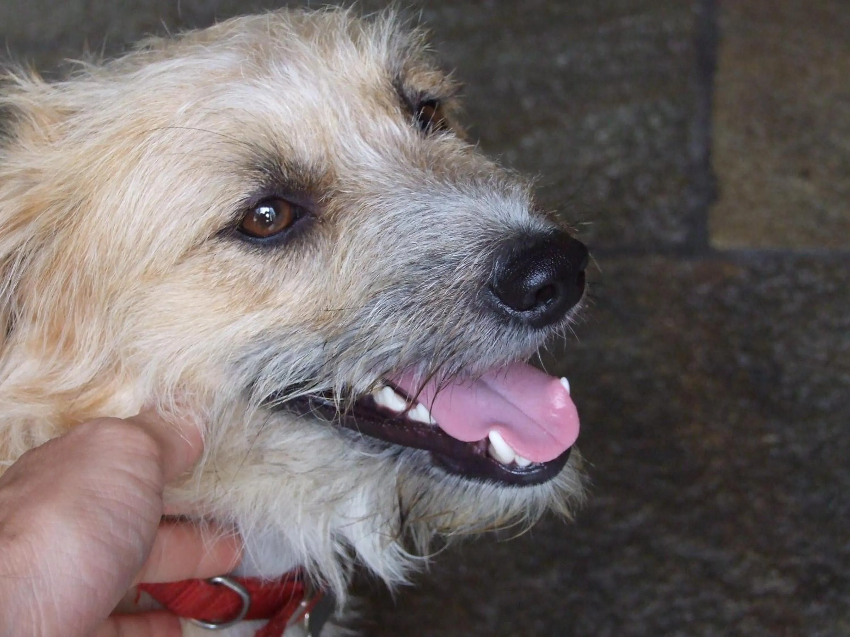 Pets in Agriturismo Cà Del Lago