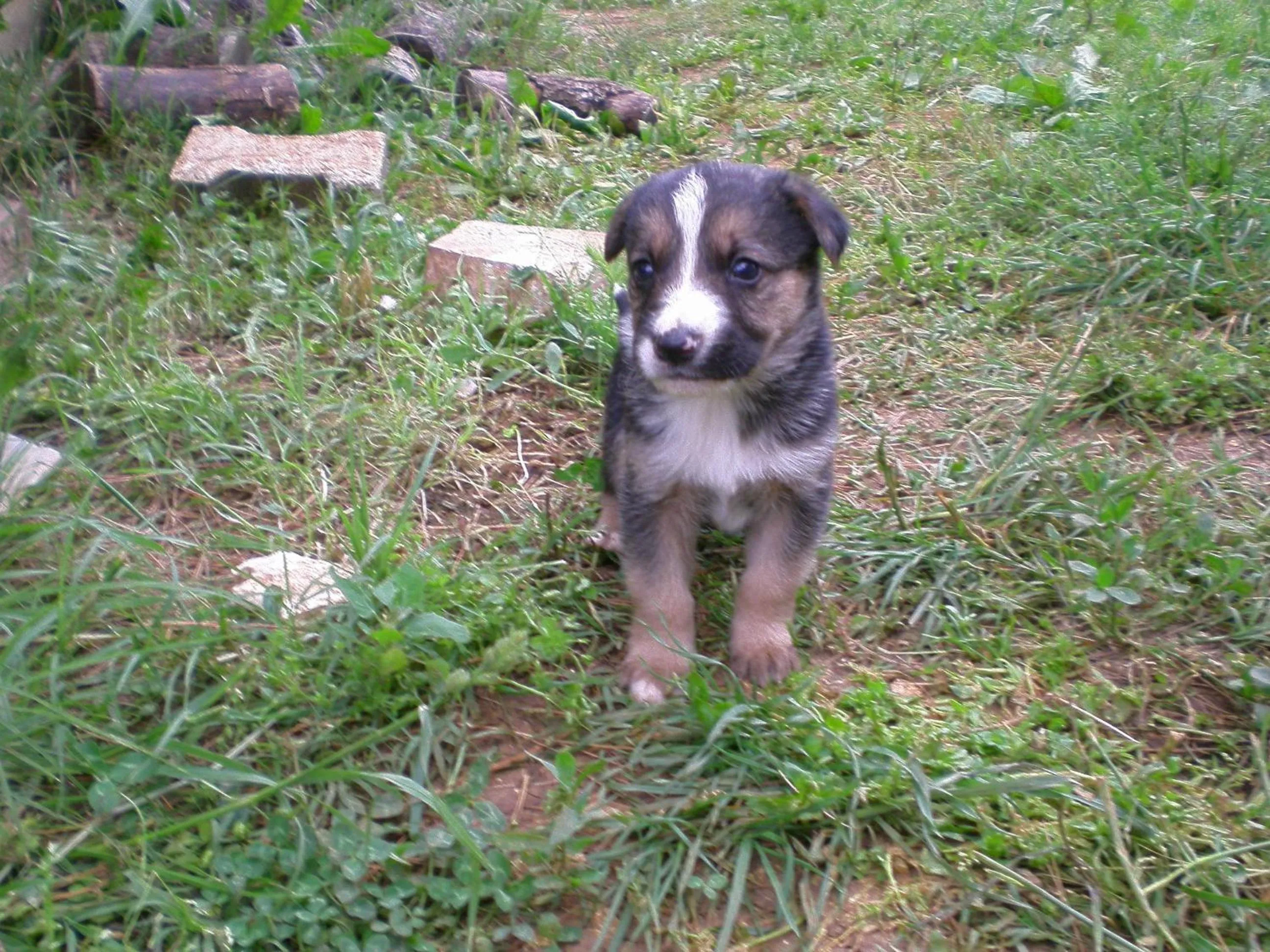 Pets in Landhotel Jagdhof