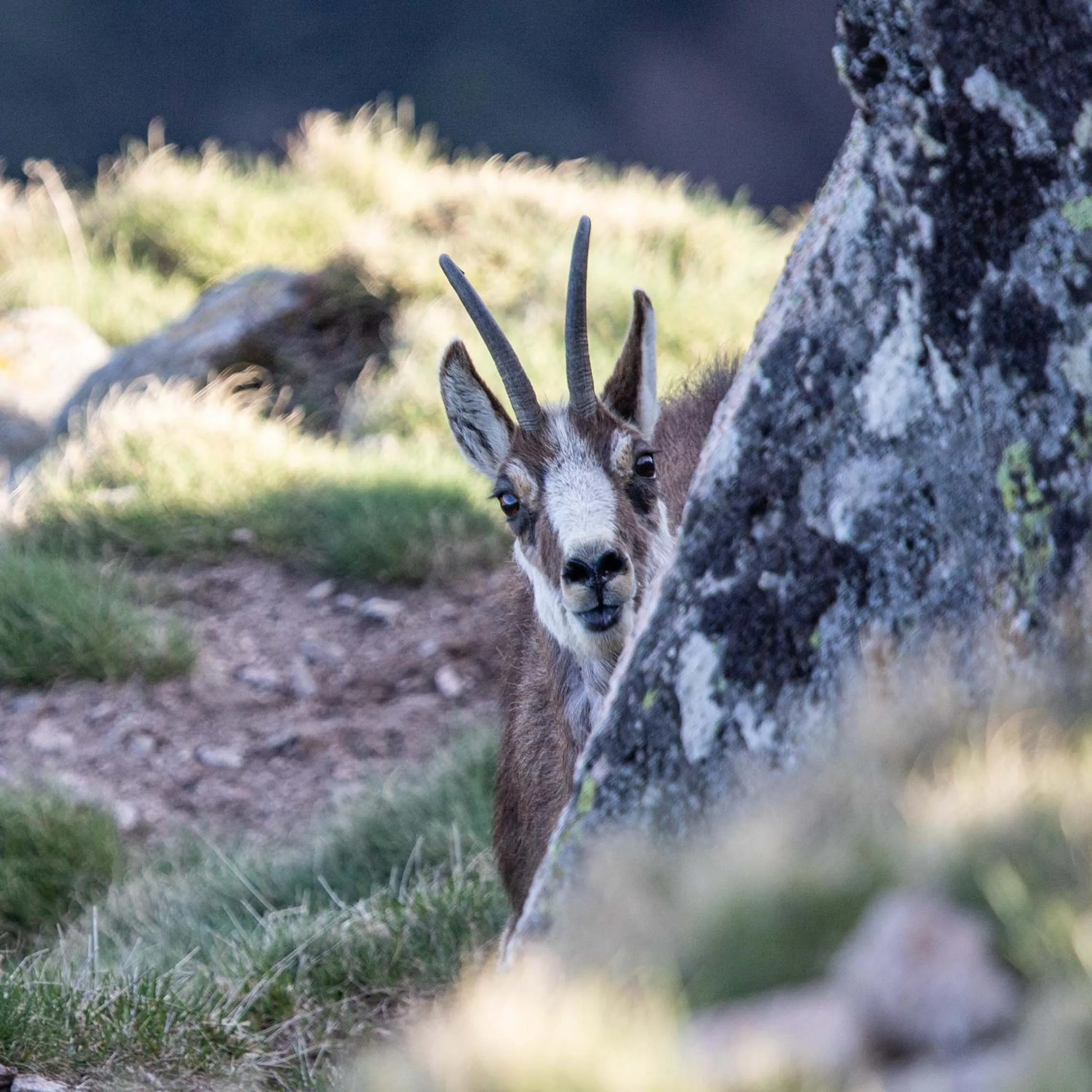 Natural landscape in Chambres d'hôtes Domaine des Iris