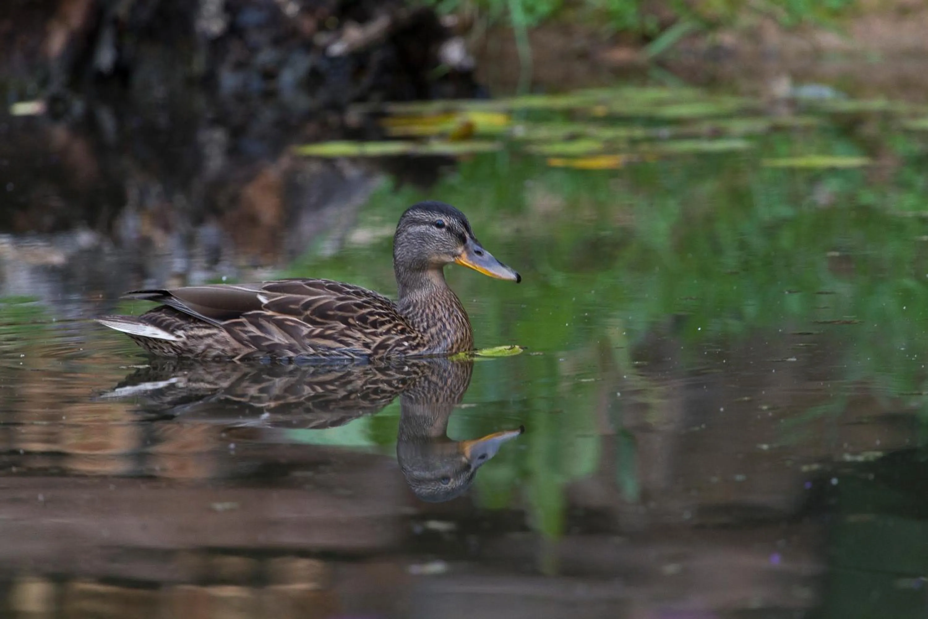 Garden view in Chambres d'hôtes Domaine des Iris