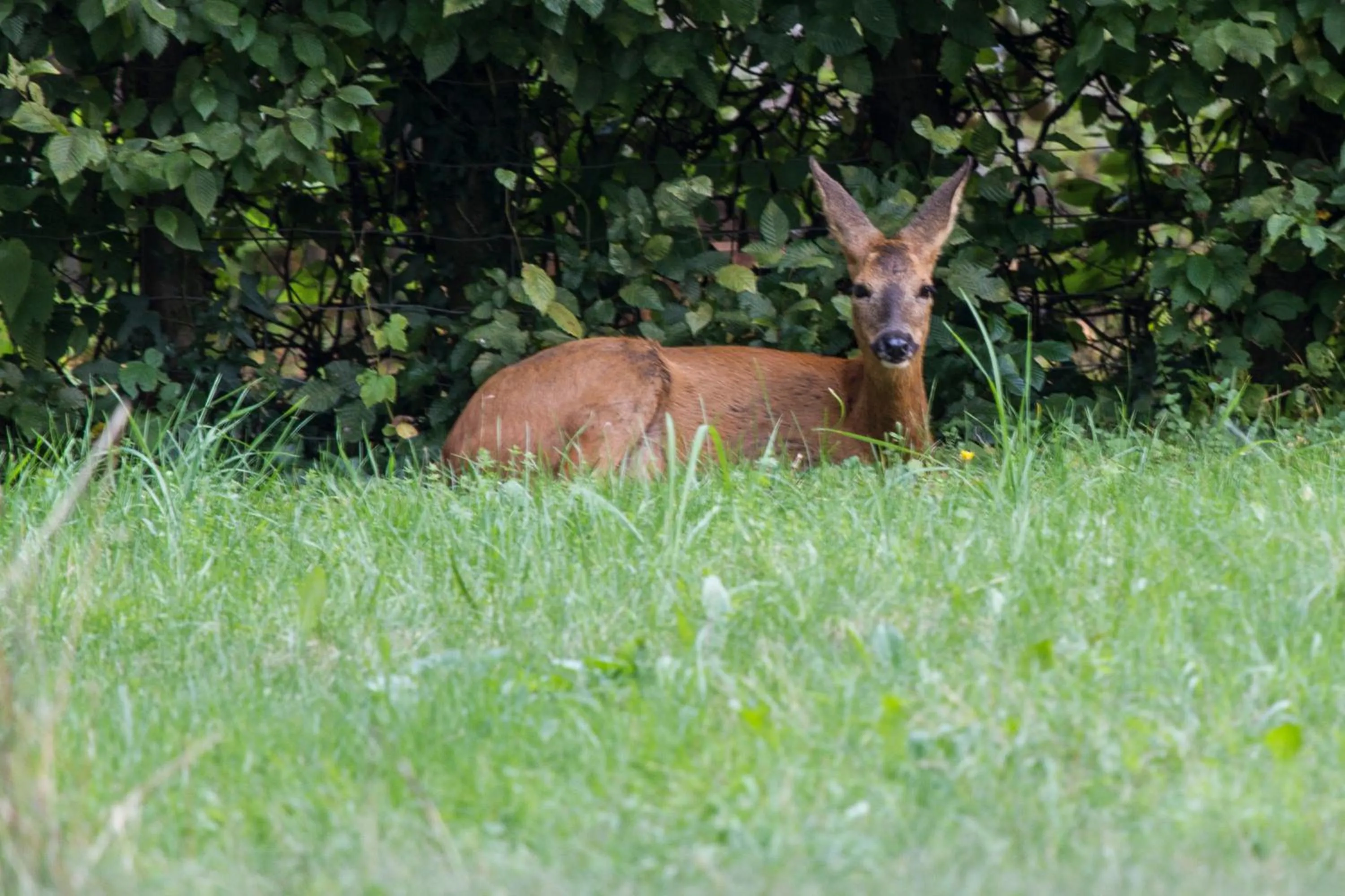 Garden in Chambres d'hôtes Domaine des Iris