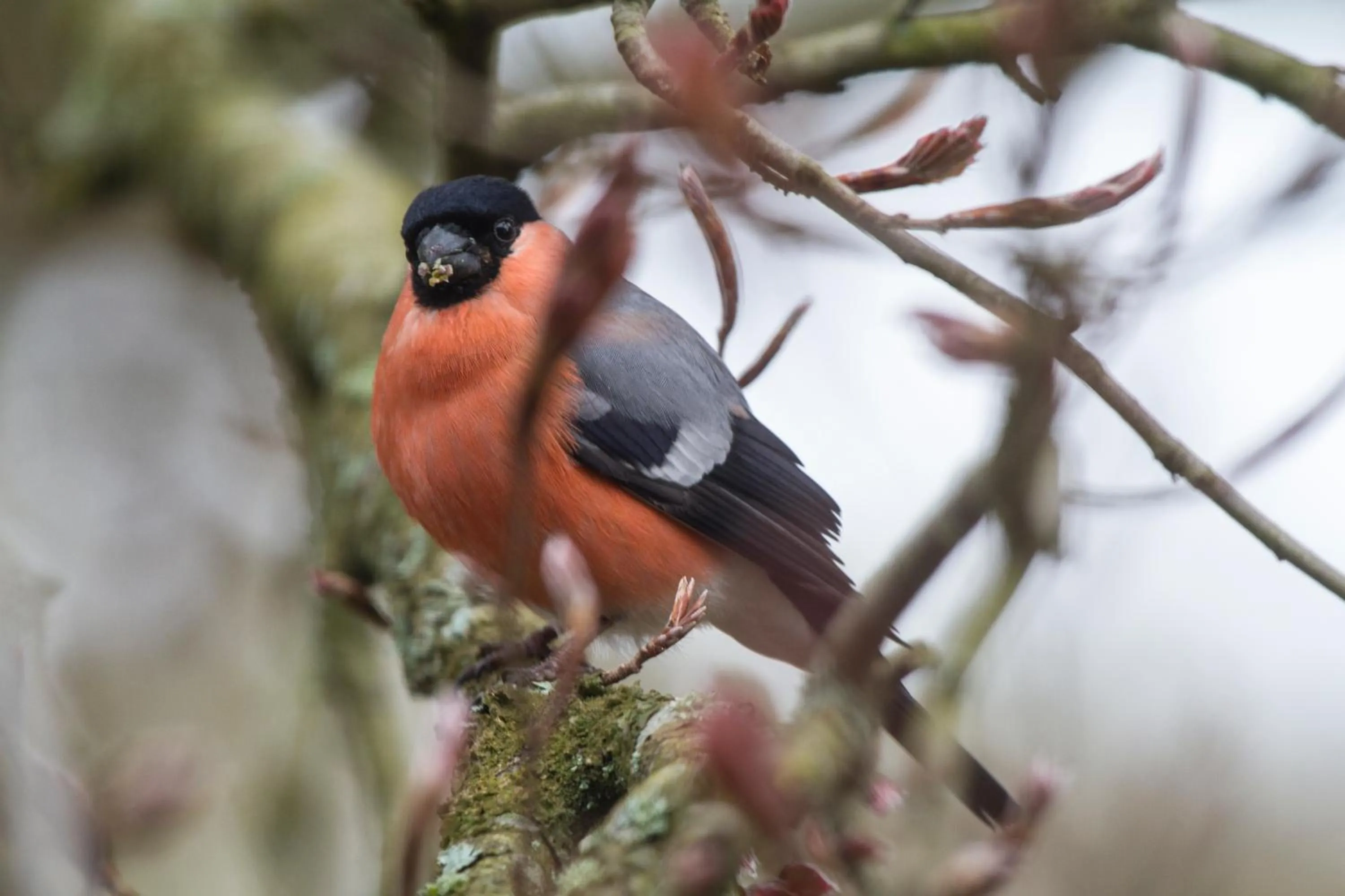Garden in Chambres d'hôtes Domaine des Iris
