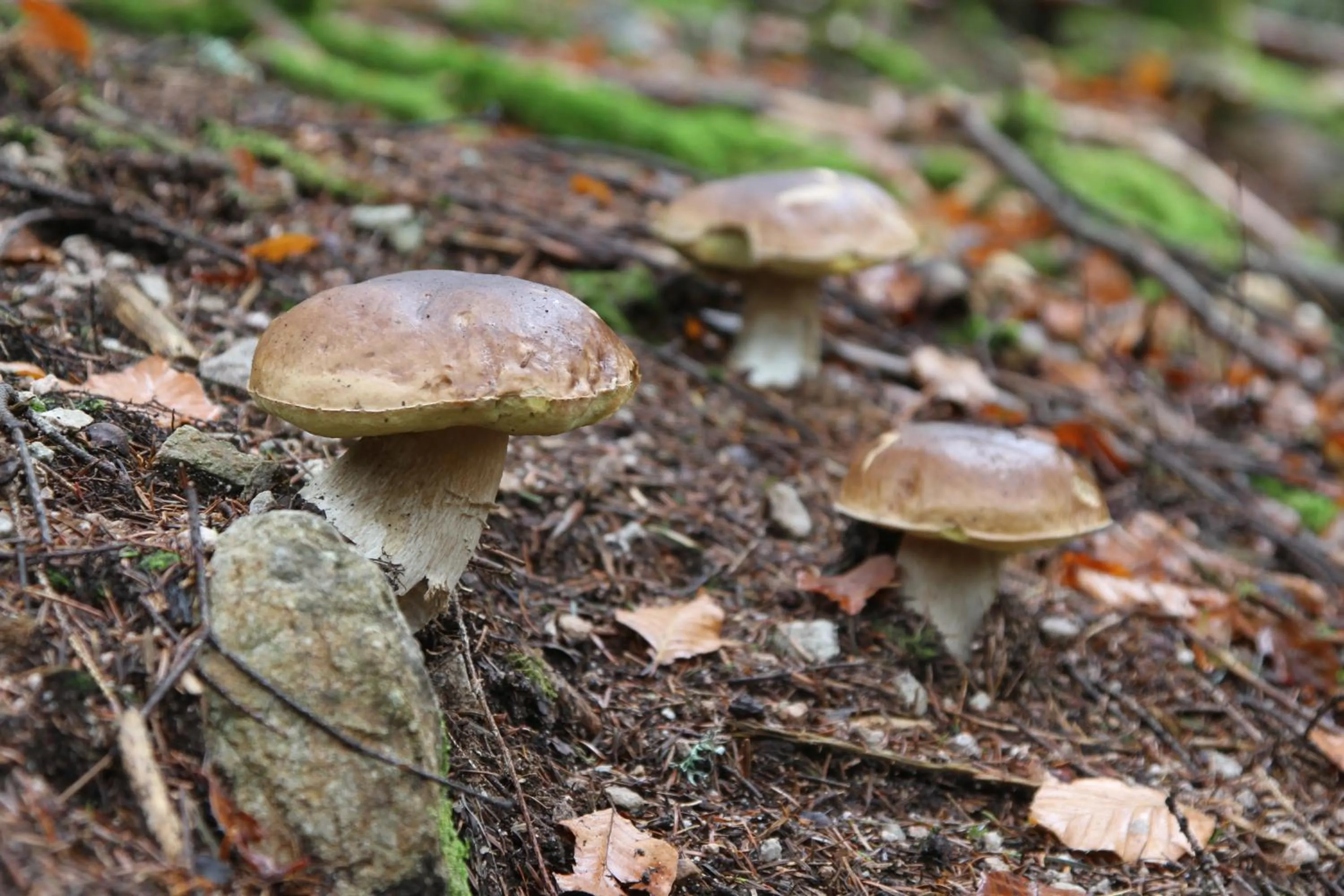 Natural landscape in Chambres d'hôtes Domaine des Iris