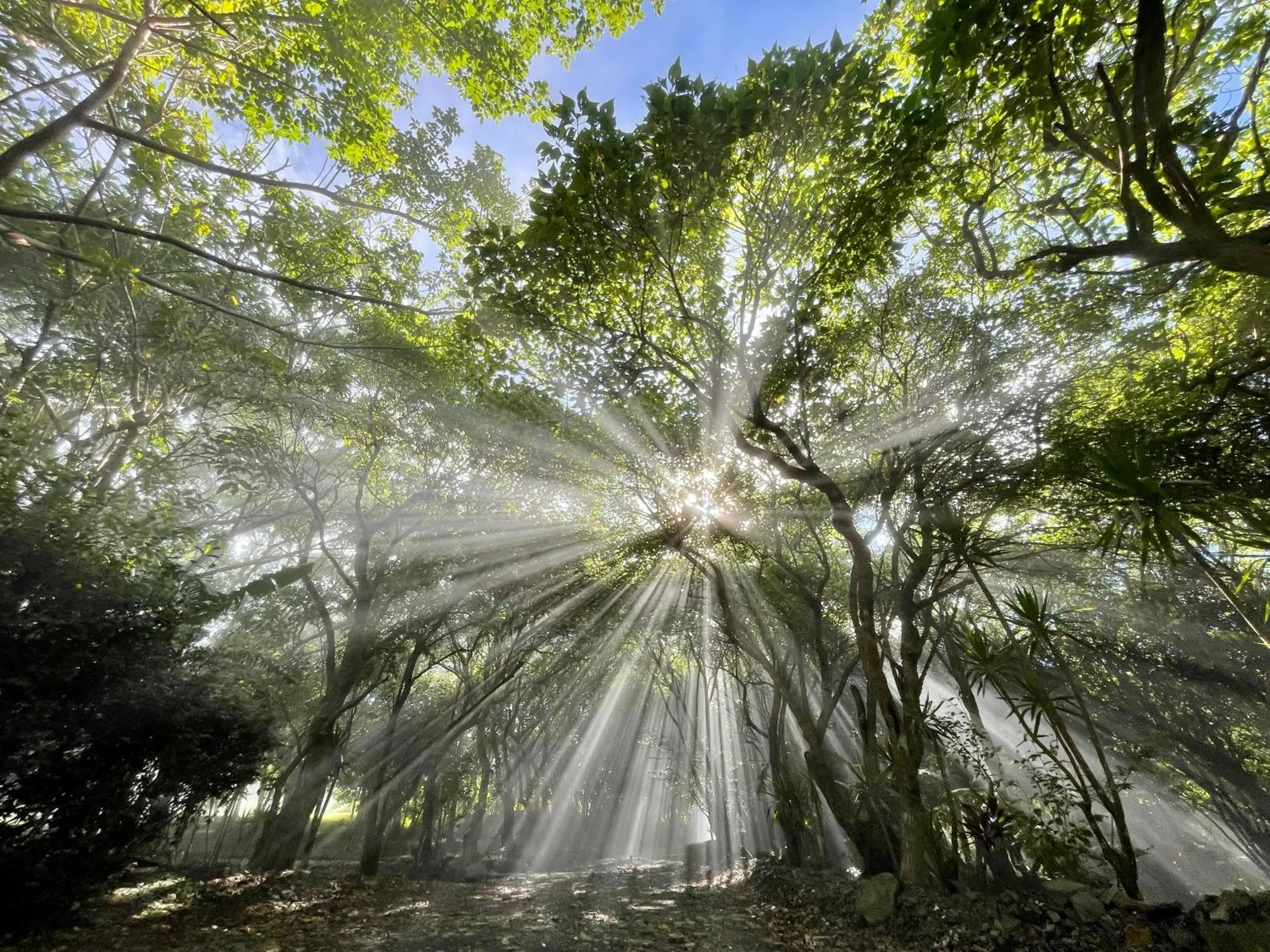 Garden in El Sol Monteverde