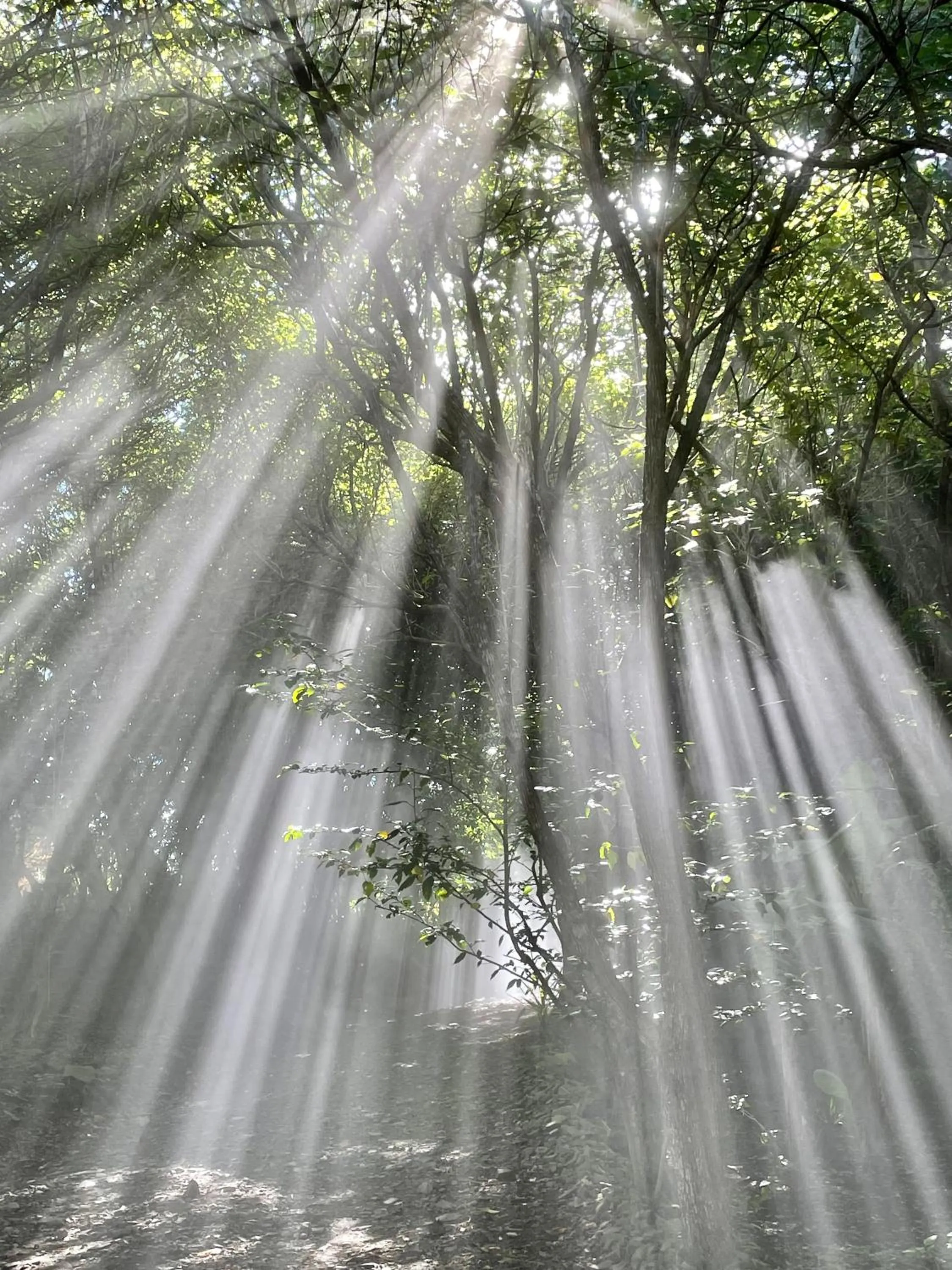 Garden in El Sol Monteverde