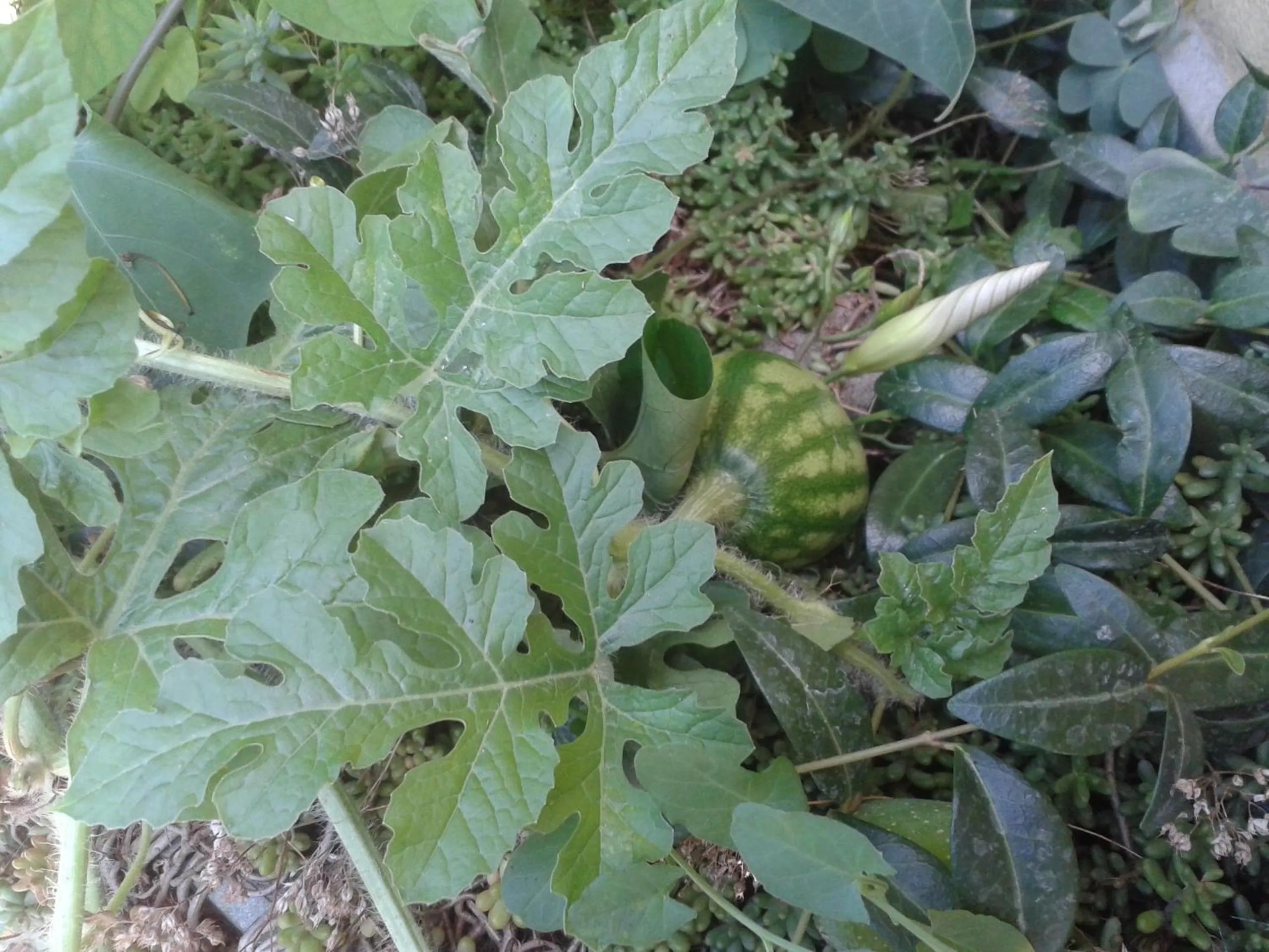 Garden in The Colourful Mansion Hotel