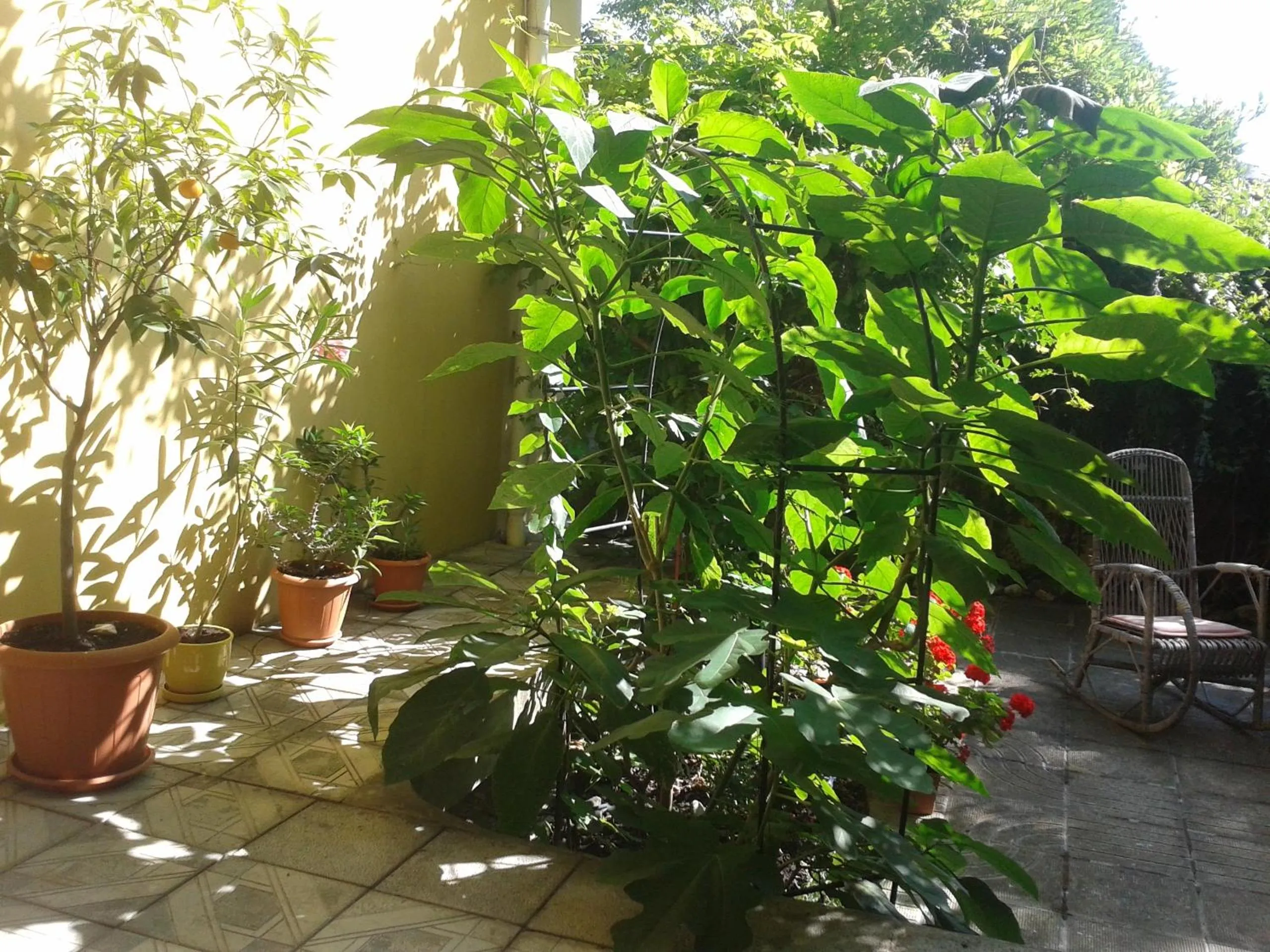 Garden in The Colourful Mansion Hotel