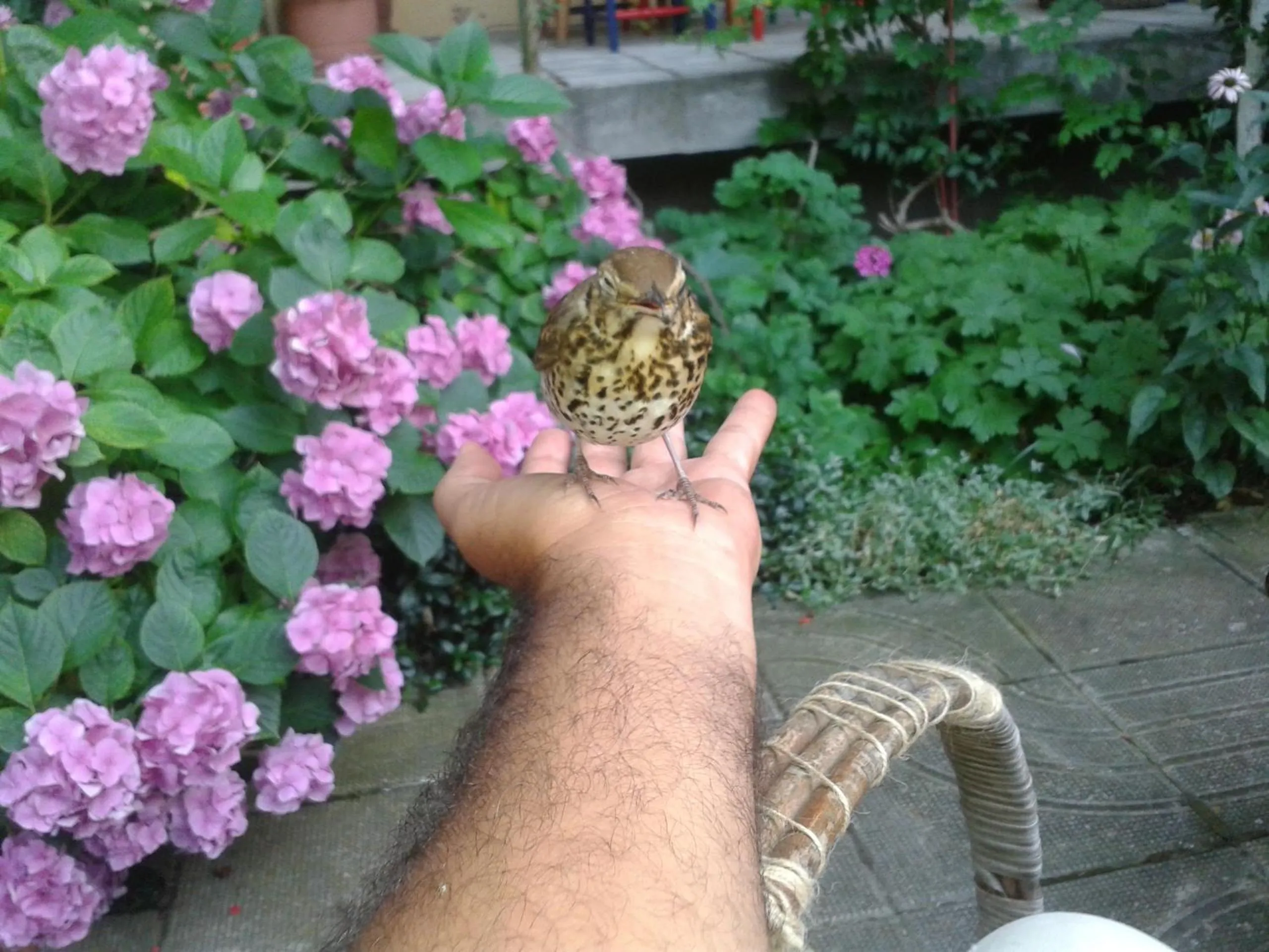 Garden in The Colourful Mansion Hotel
