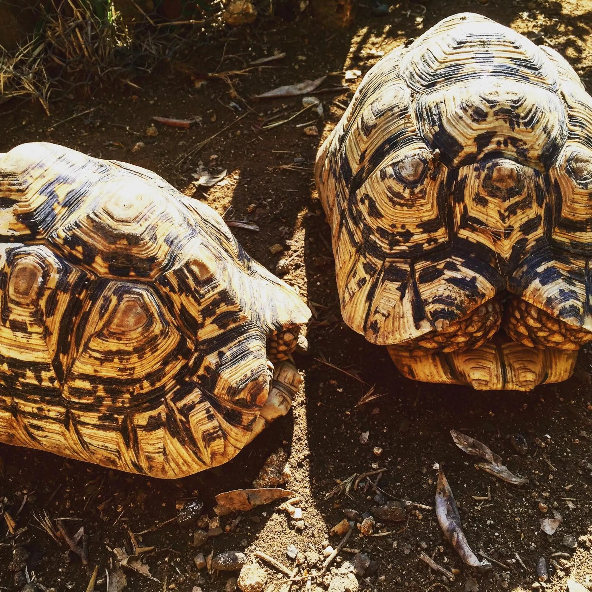 Animals in Le Tartarughe rooms