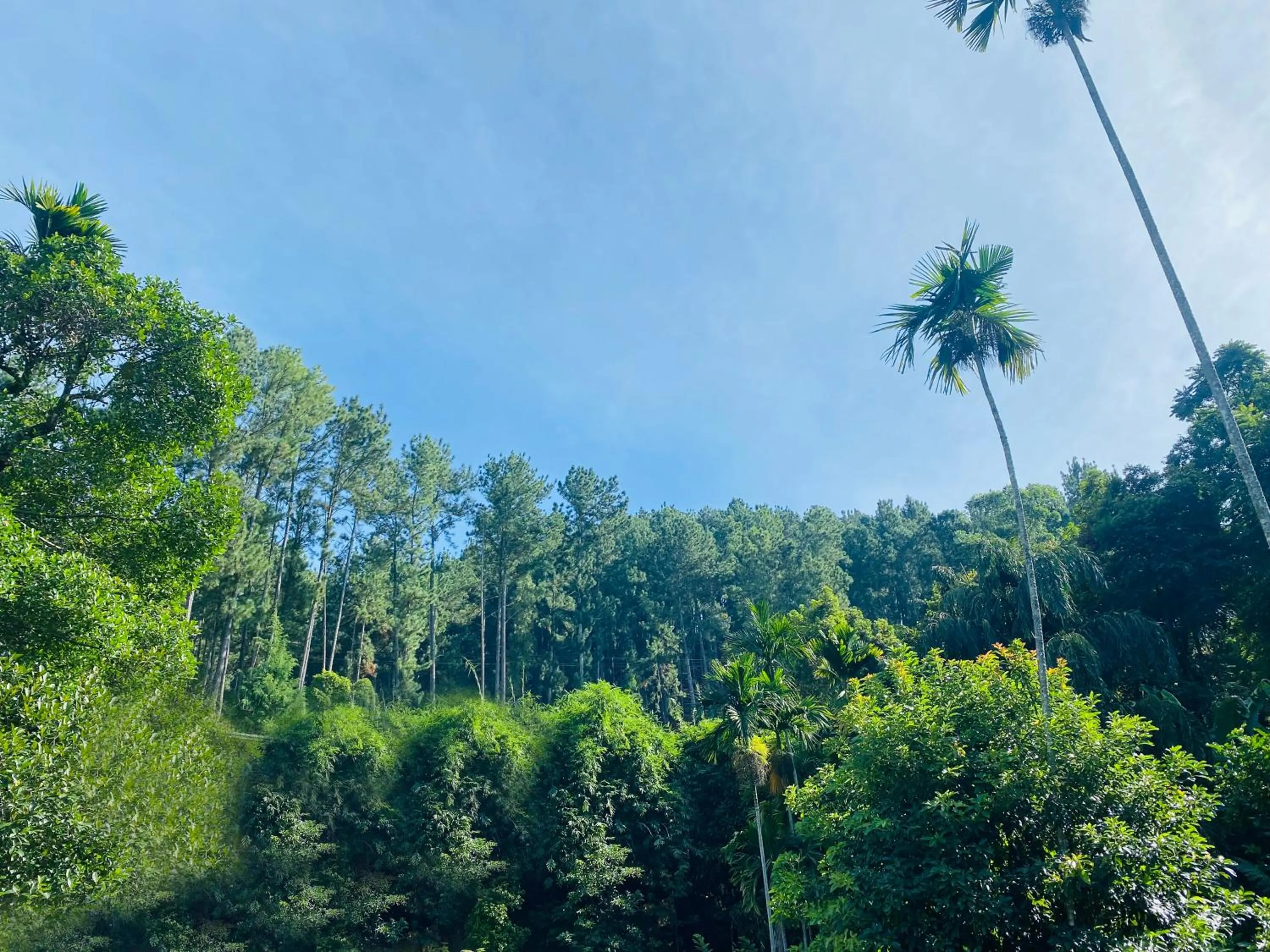 Mountain view in Misty Elegance - Ella.