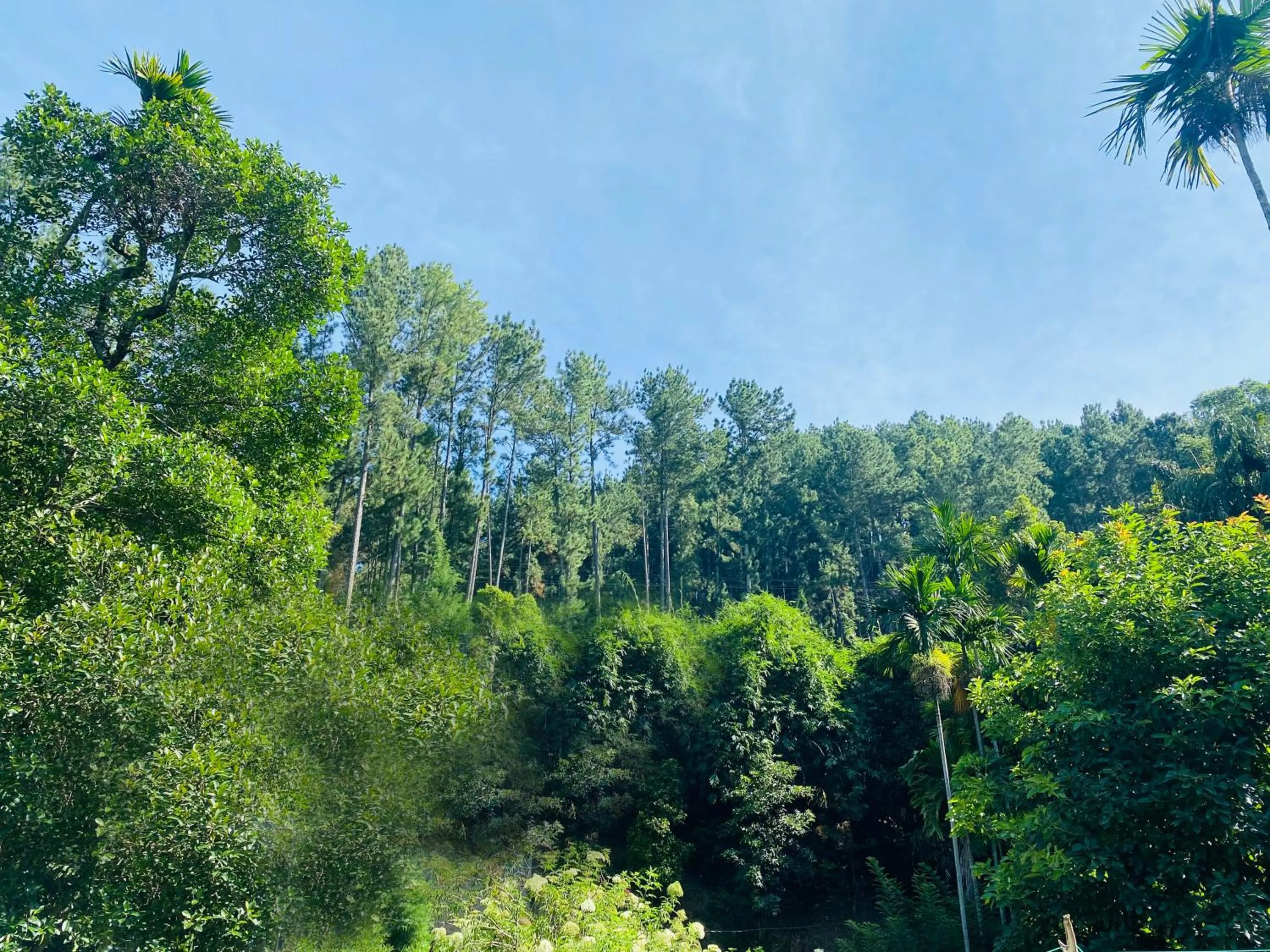 Mountain view in Misty Elegance - Ella.