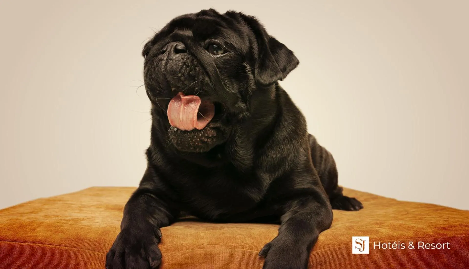 Animals in SJ Jaguariaíva - San Juan Jaguariaíva