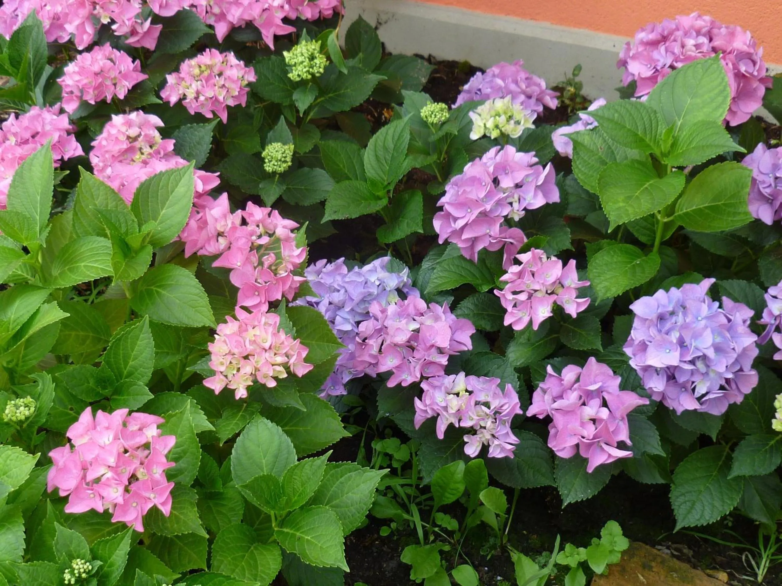 Garden in Agriturismo Corte Carolina