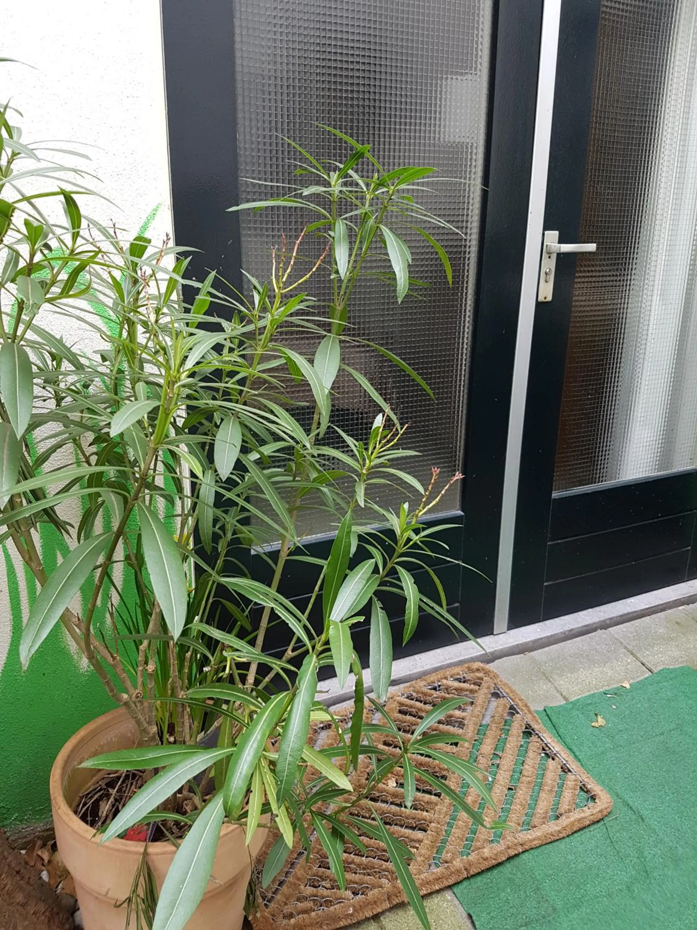 Balcony/Terrace in B&B Wladimir Studios