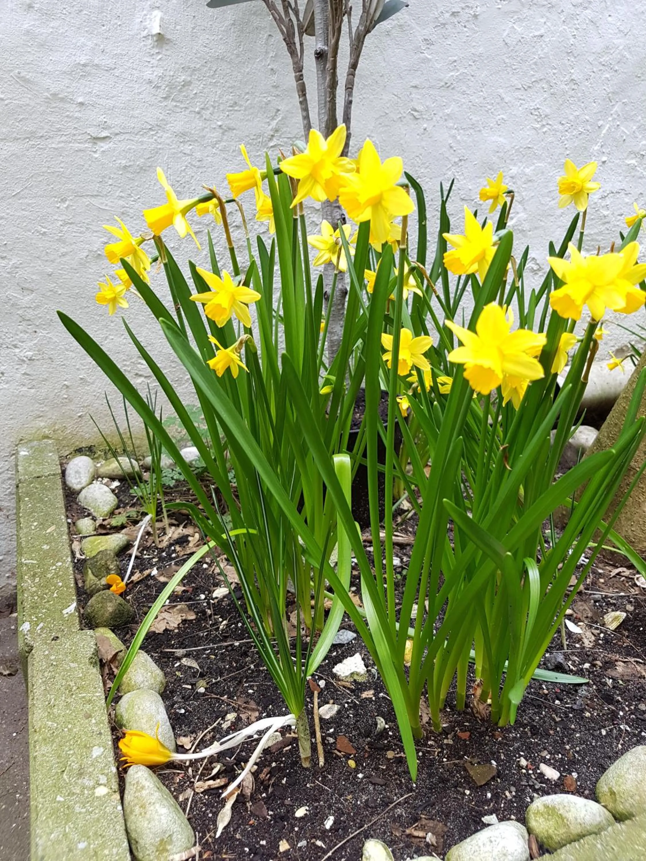 Garden in B&B Wladimir Studios