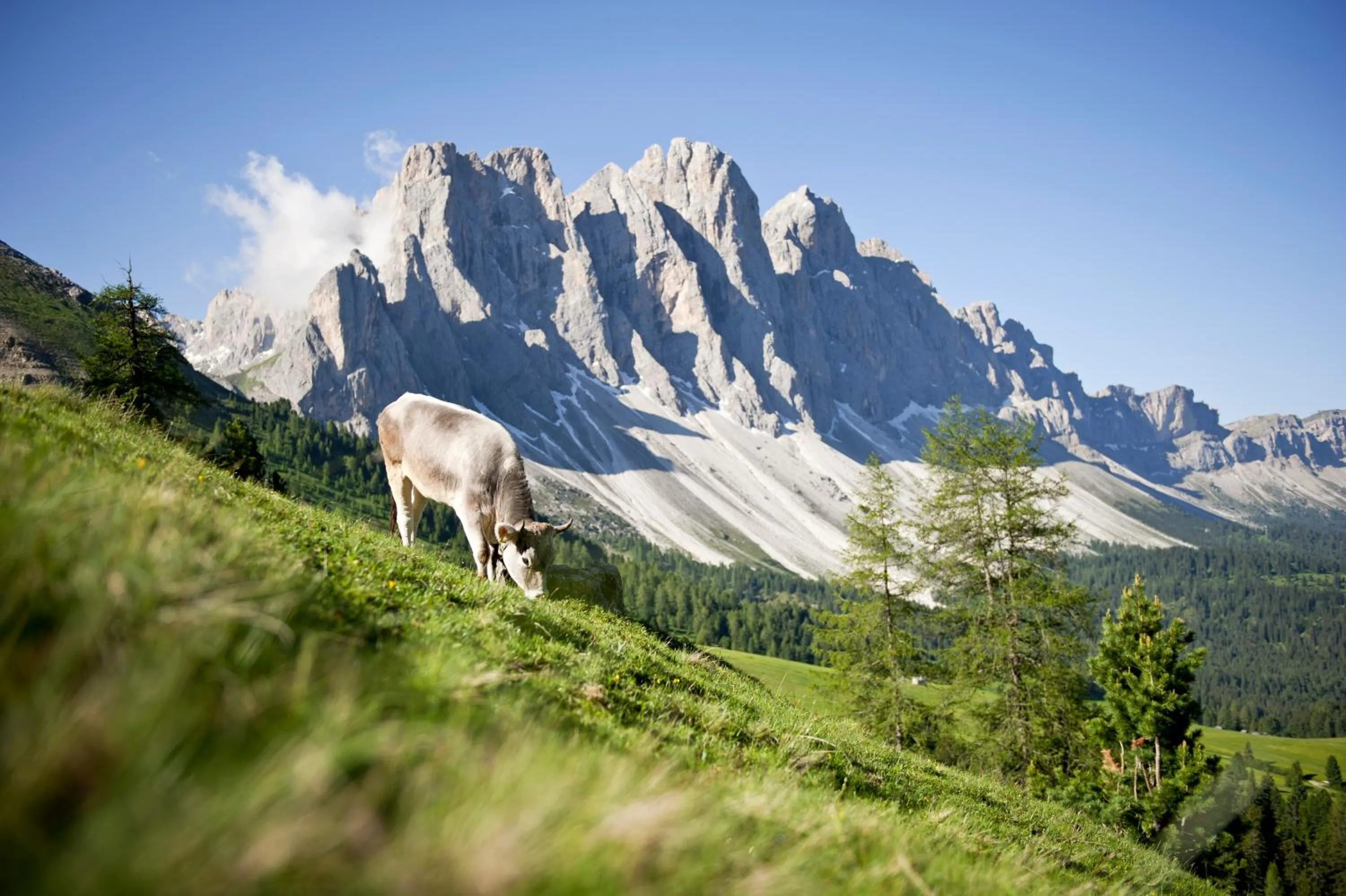 Natural landscape in Raschötzhof