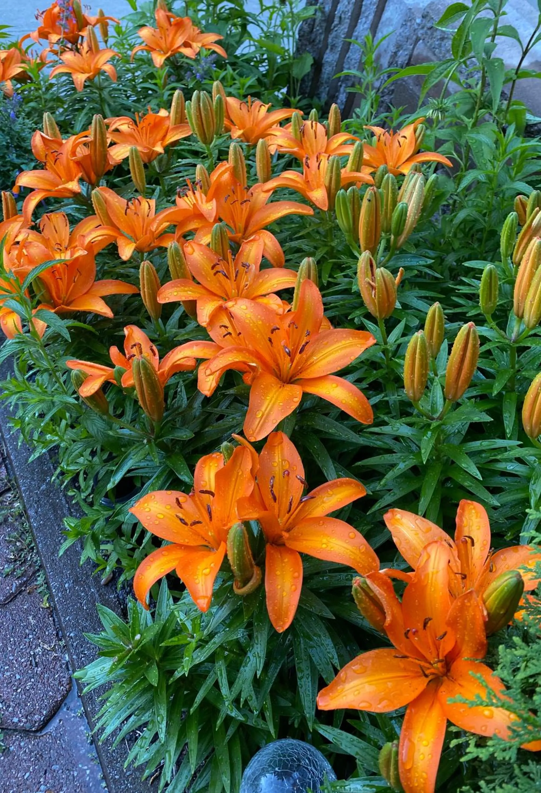 Garden in Repos & Manna Downtown Montréal