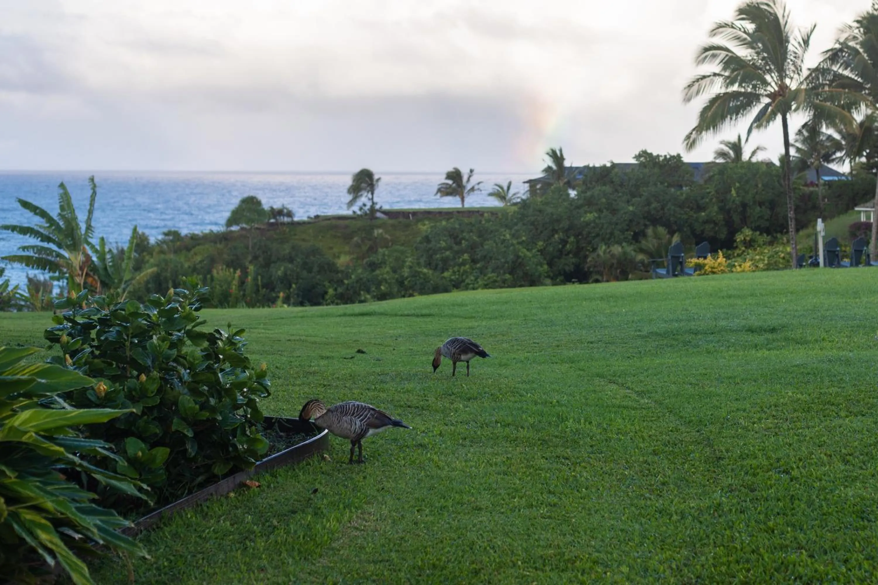 Garden in The Cliffs at Princeville