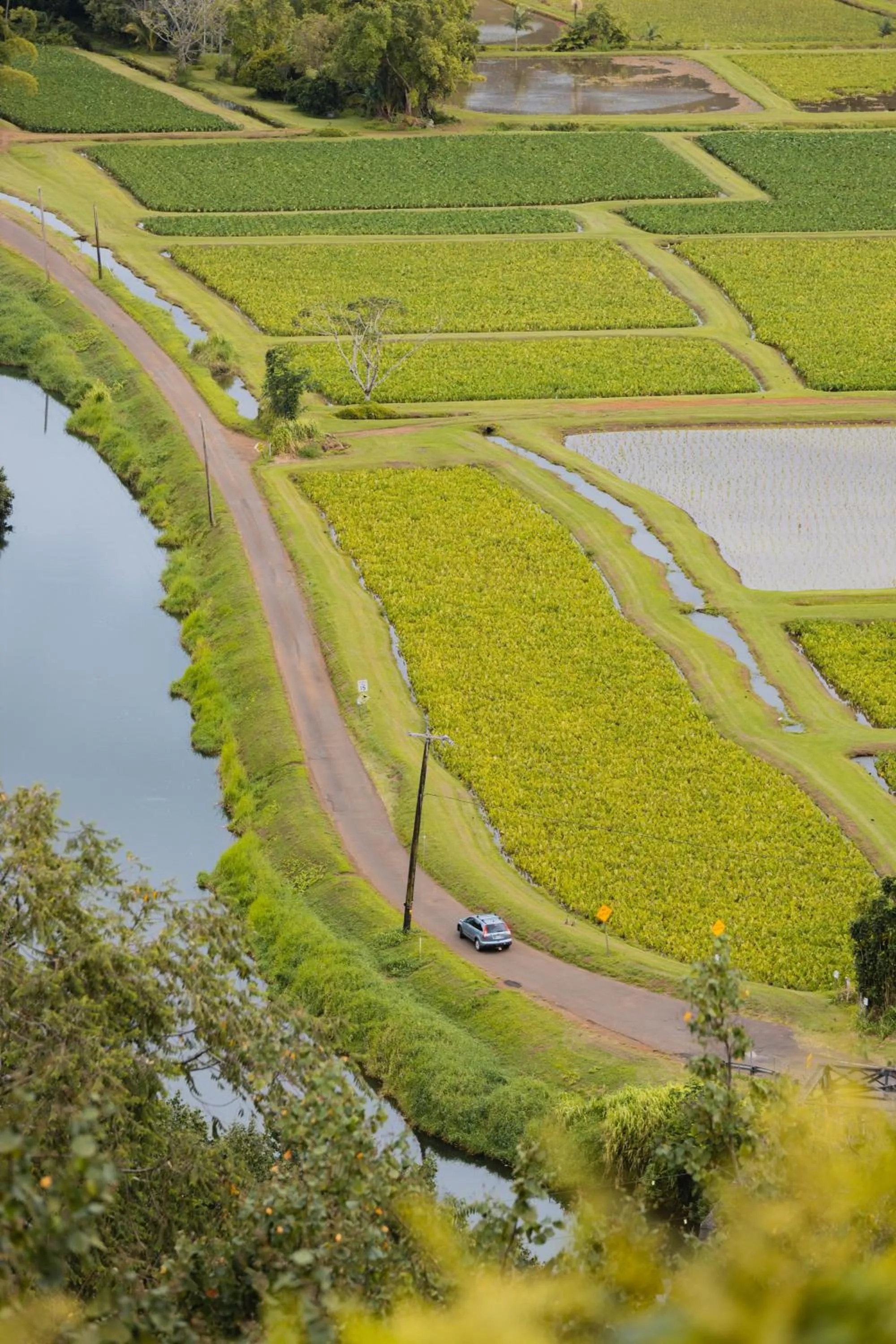 Diving in The Cliffs at Princeville