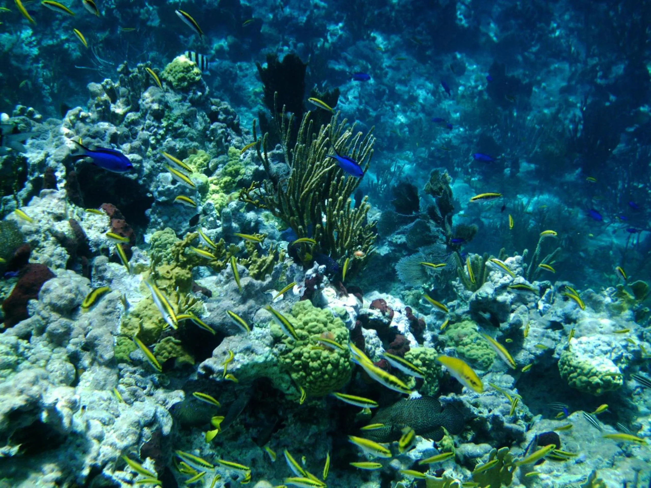 Snorkeling in Paradise Bay Bahamas