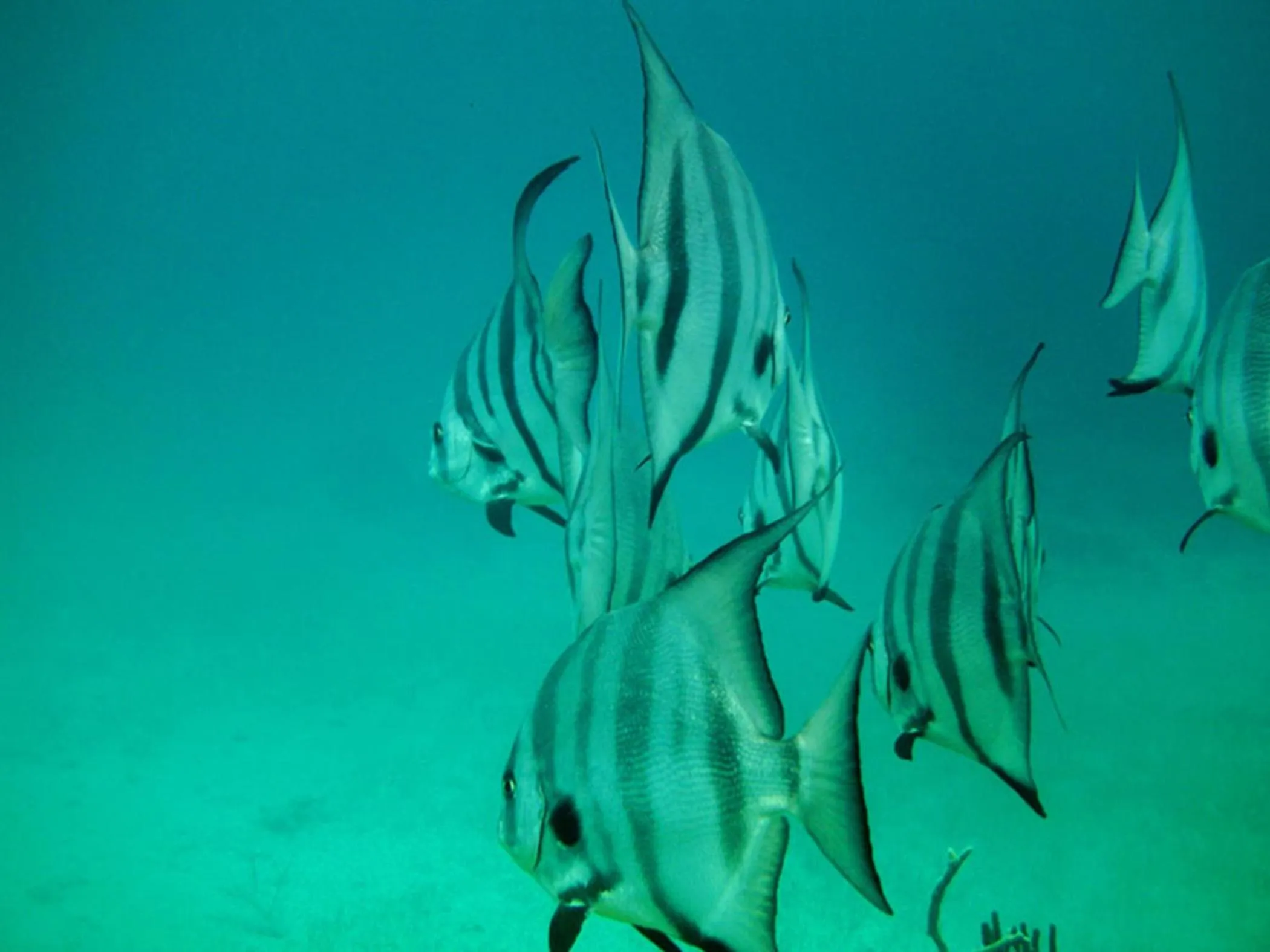 Snorkeling in Paradise Bay Bahamas
