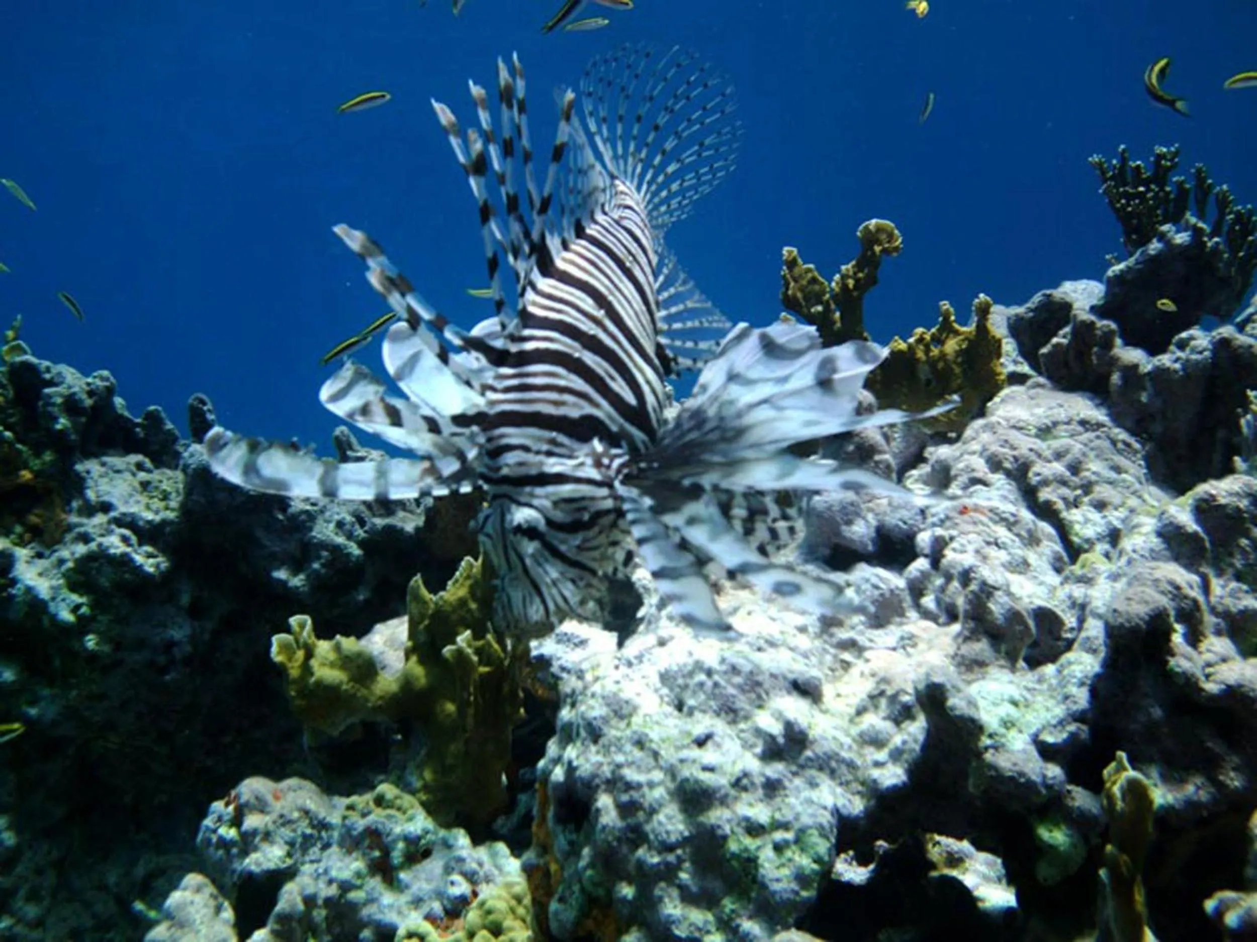 Snorkeling in Paradise Bay Bahamas