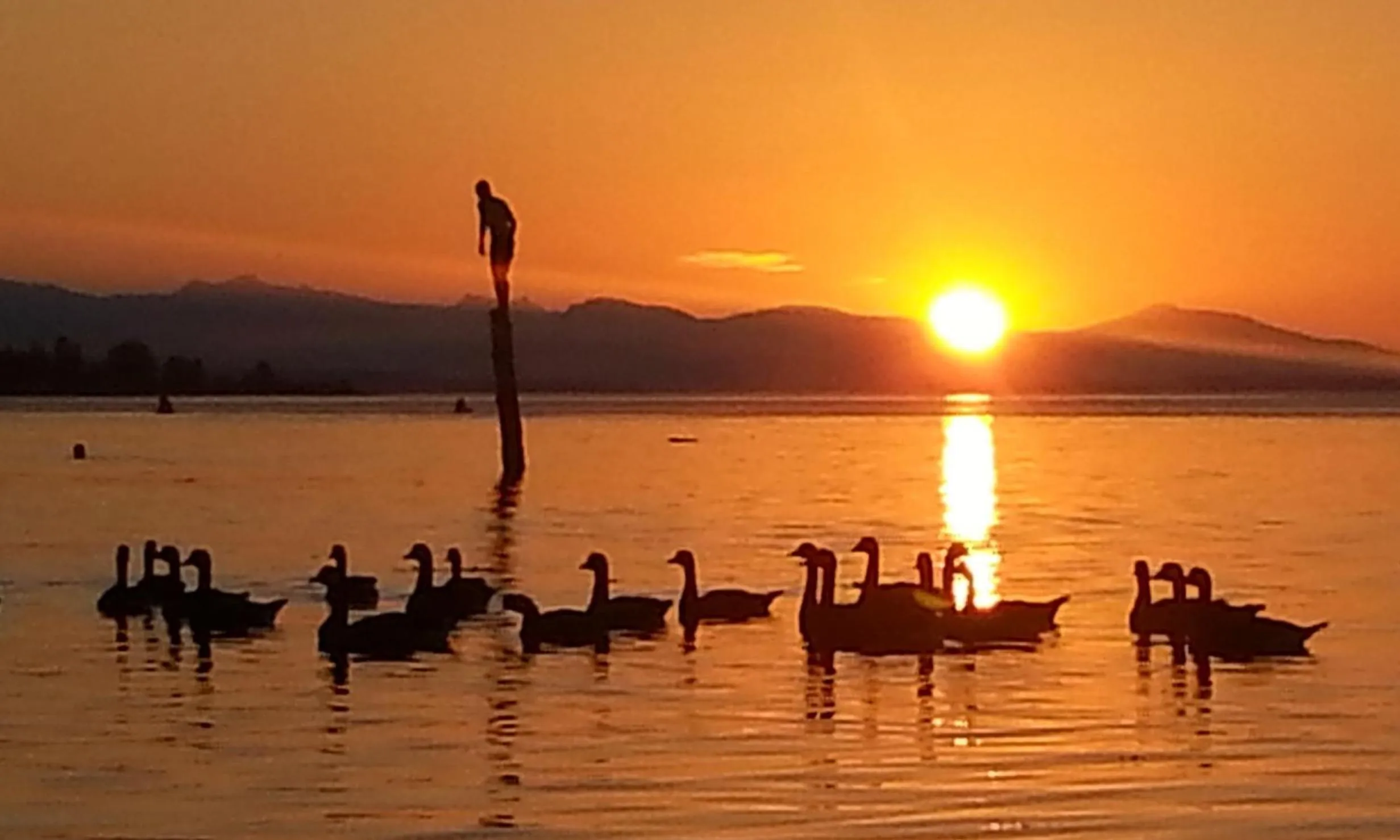 Animals in Skylite Motel